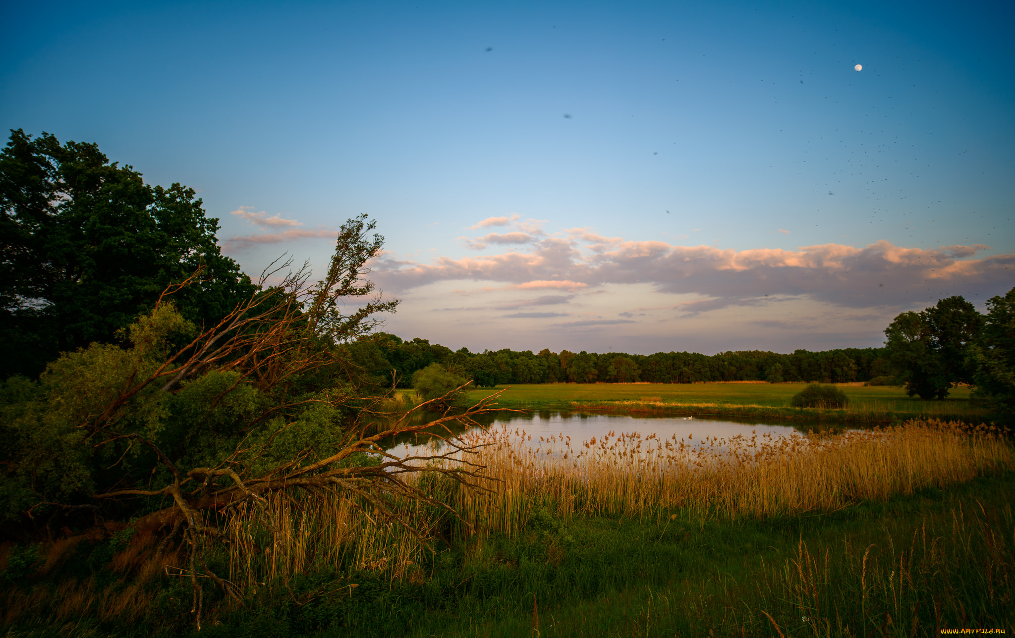 природа, реки, озера, лес, река