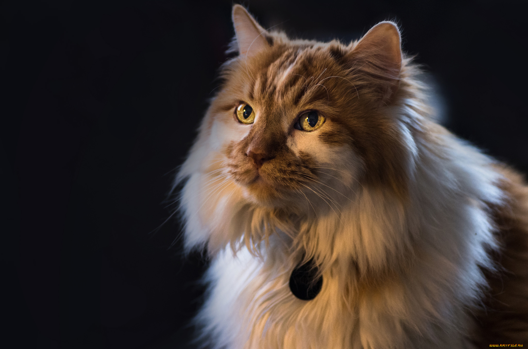 животные, коты, кот, кошка, пушистая, взгляд, портрет, фон