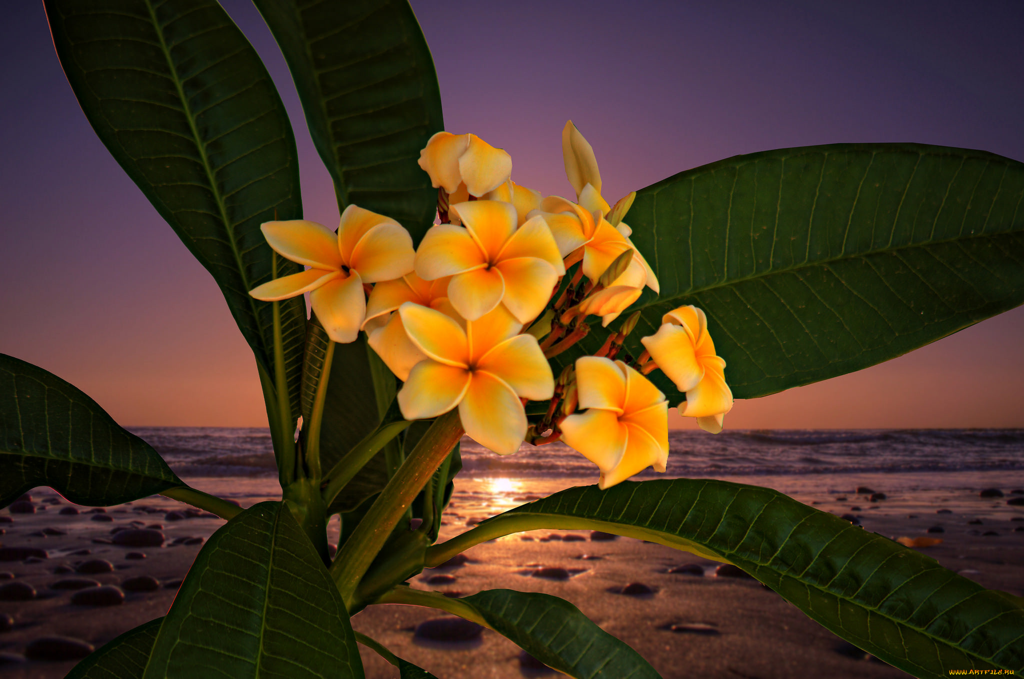 цветы, плюмерия, цветок
