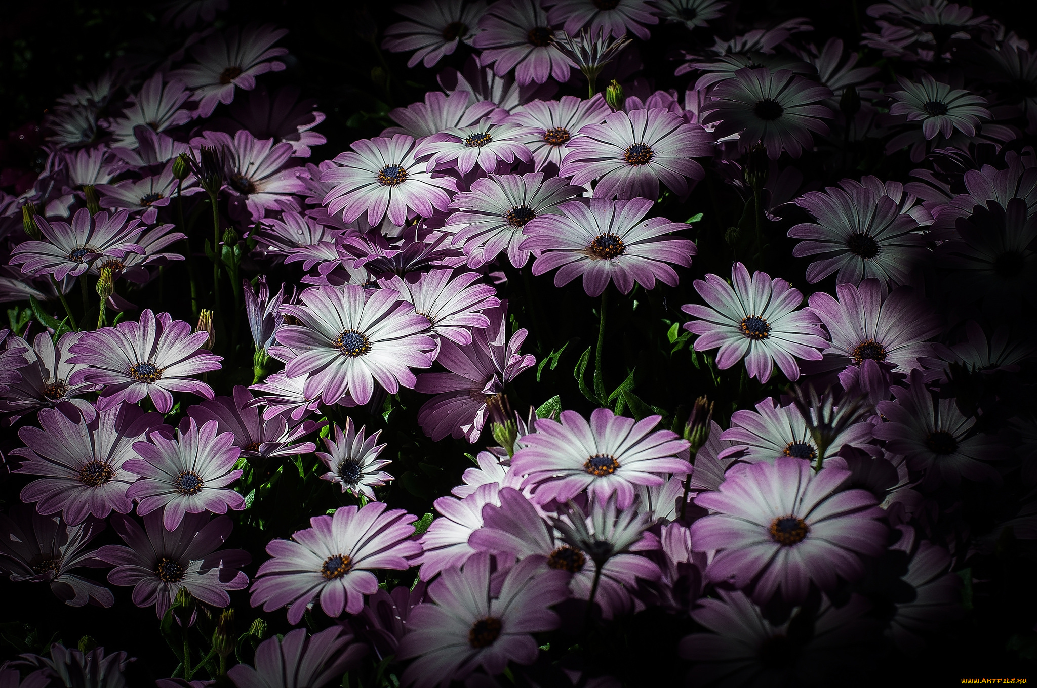 цветы, цветок