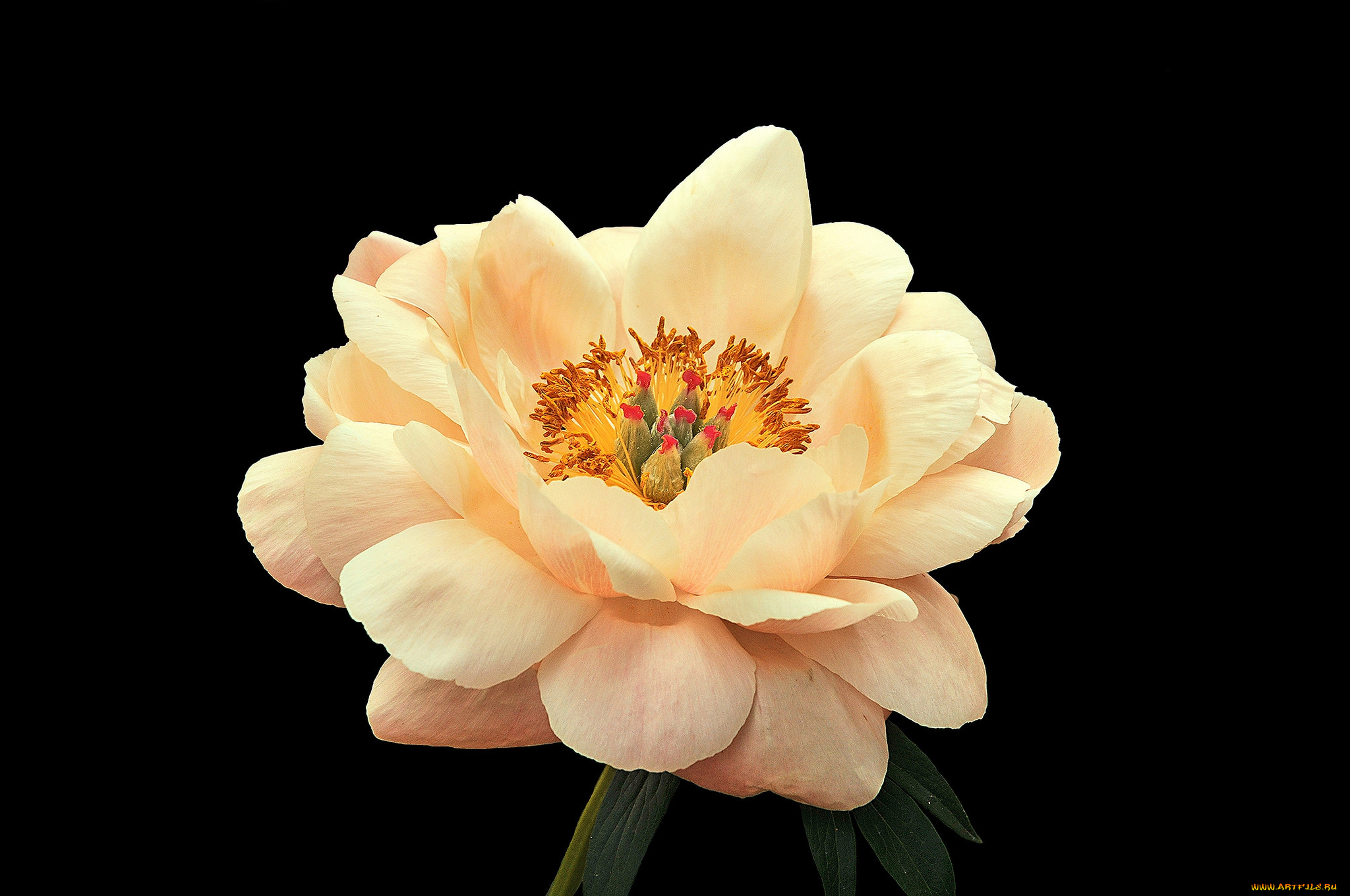 цветы, пионы, цветок