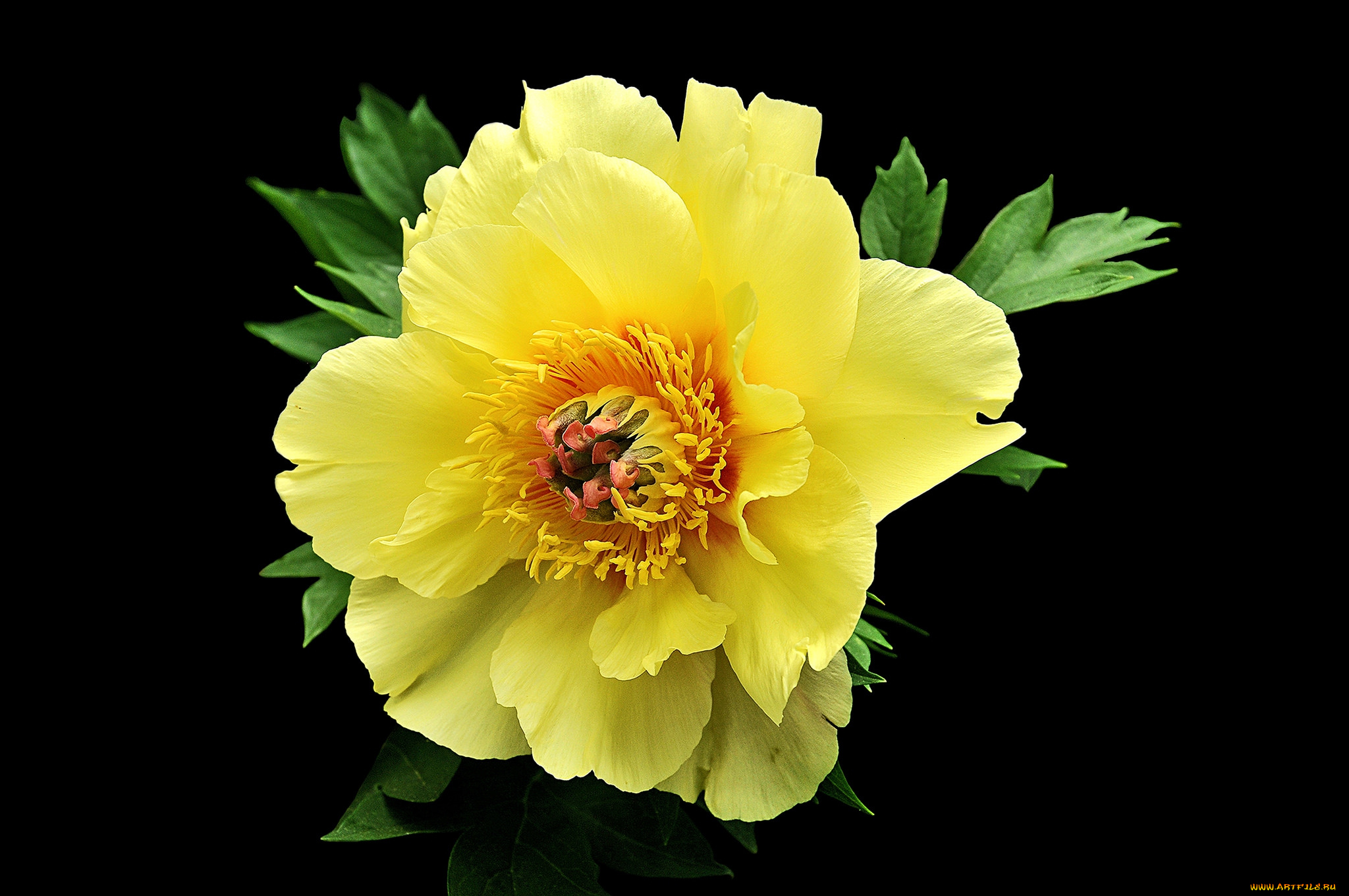 цветы, пионы, цветок