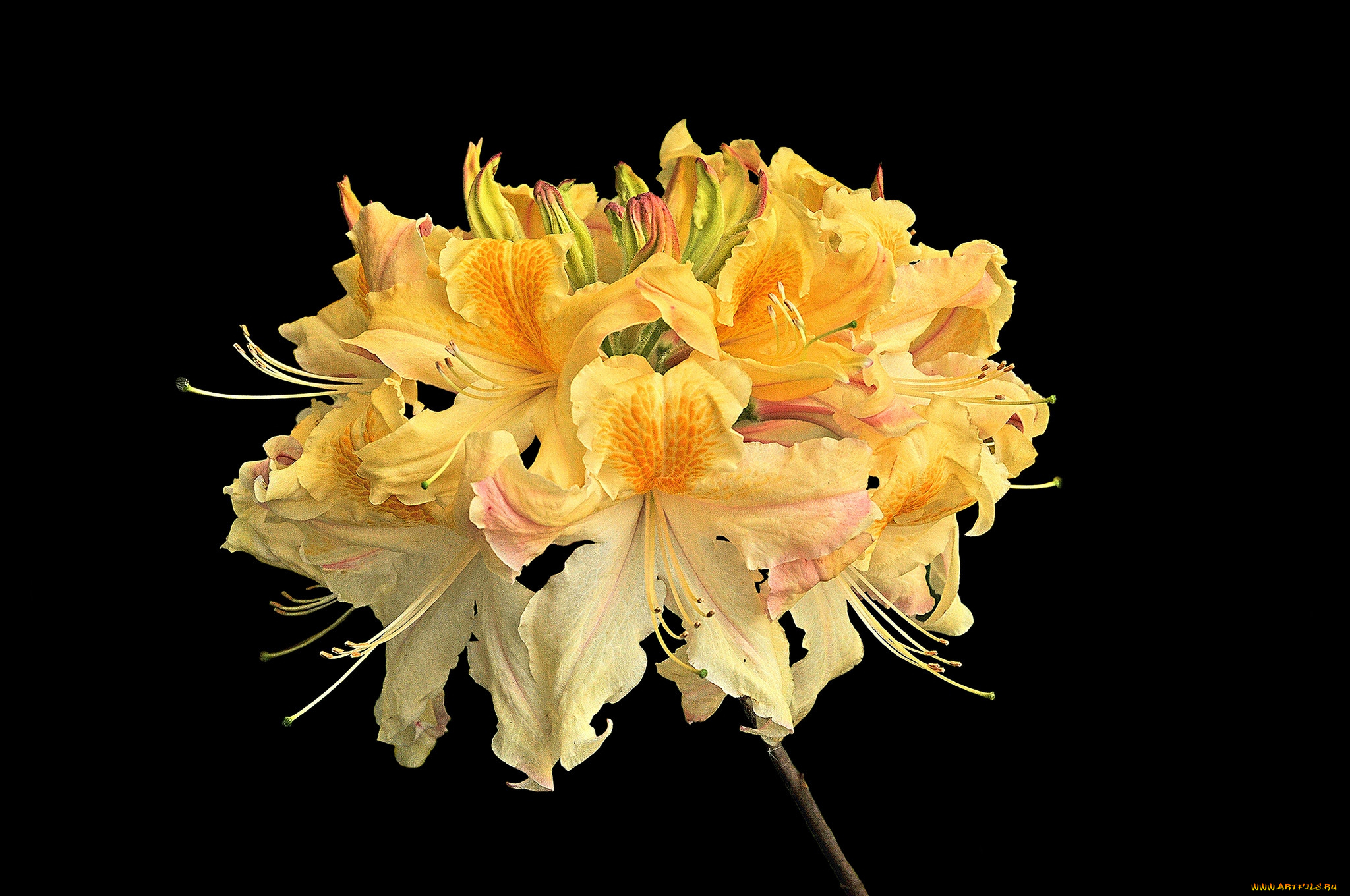 цветы, рододендроны, , азалии, цветок