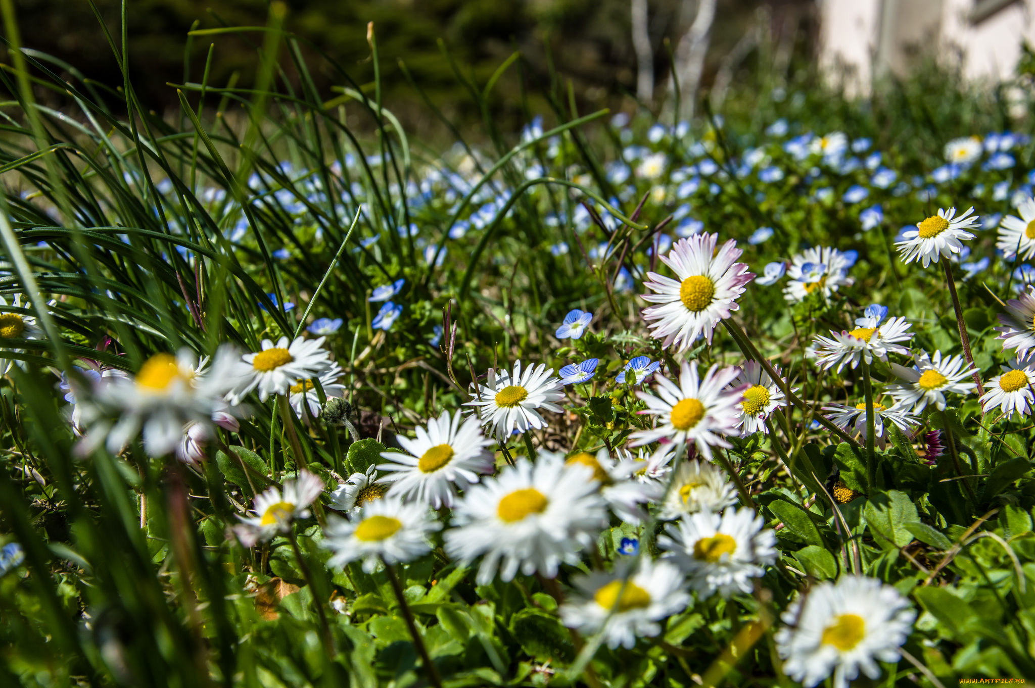цветы, ромашки, цветок
