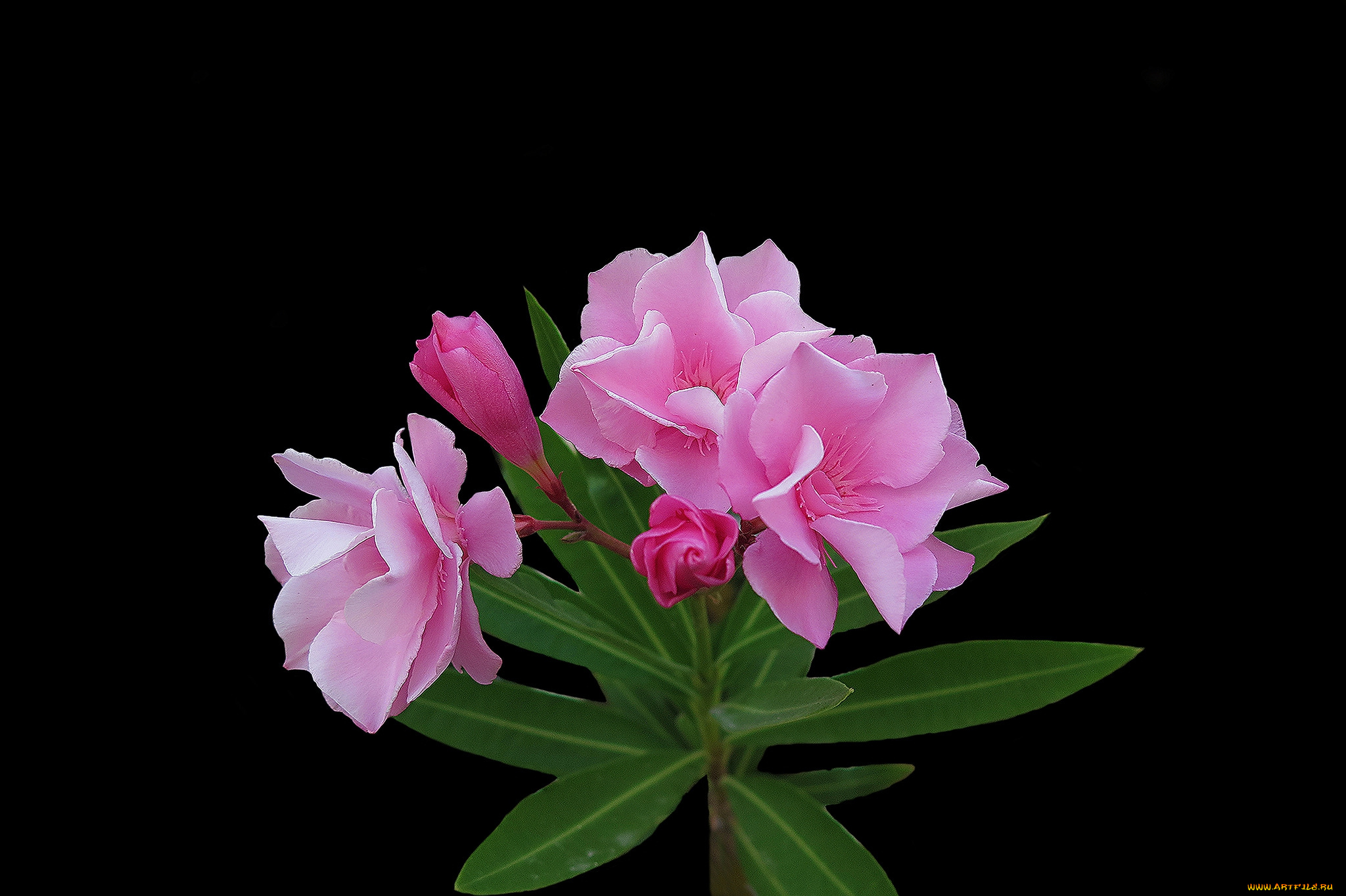 цветы, адениум, , мандевилла, цветок