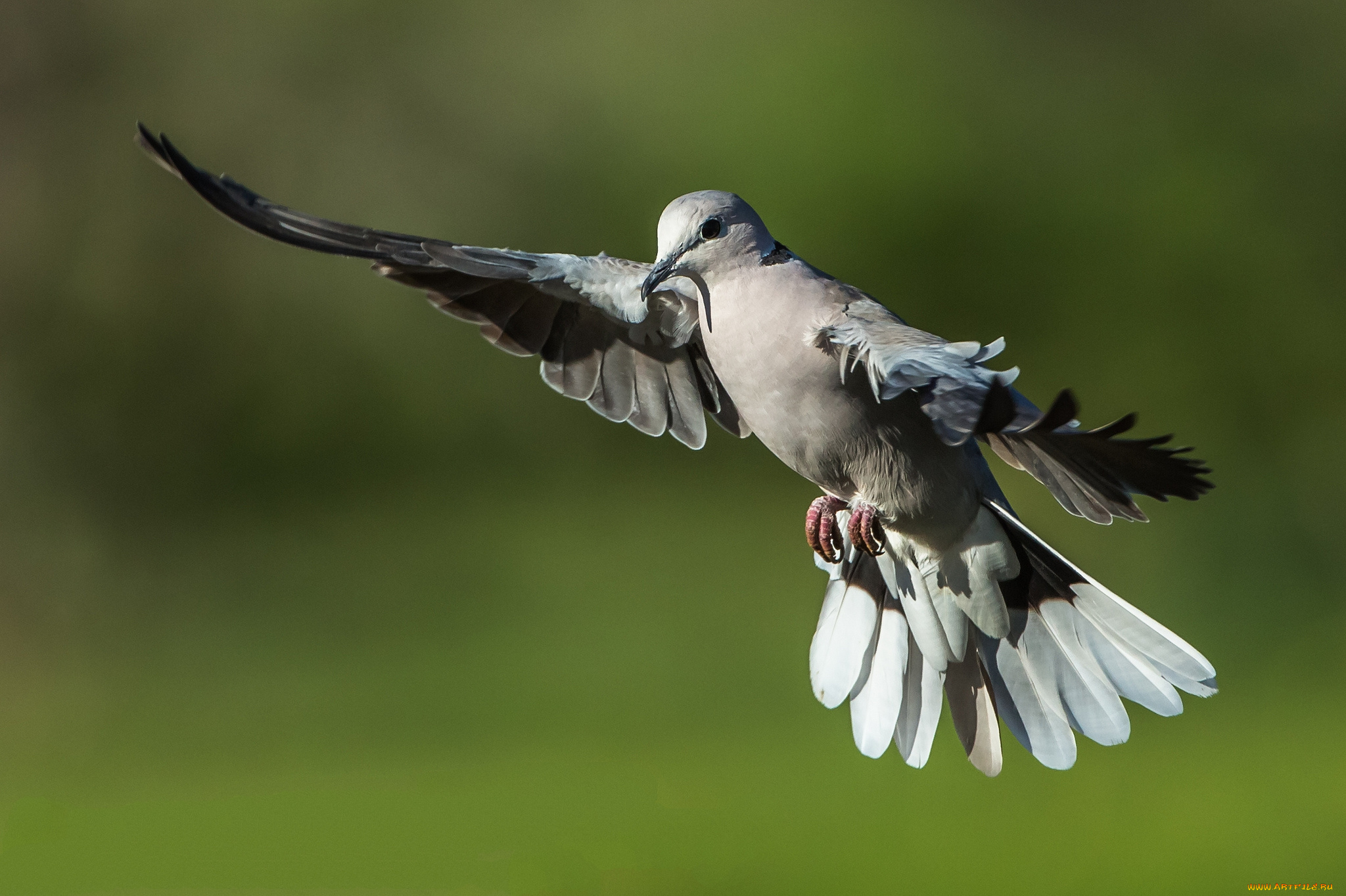 животные, голуби, птичка