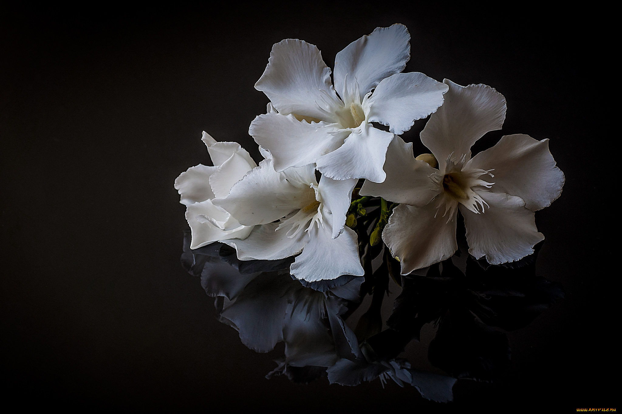 цветы, адениум, , мандевилла, цветок