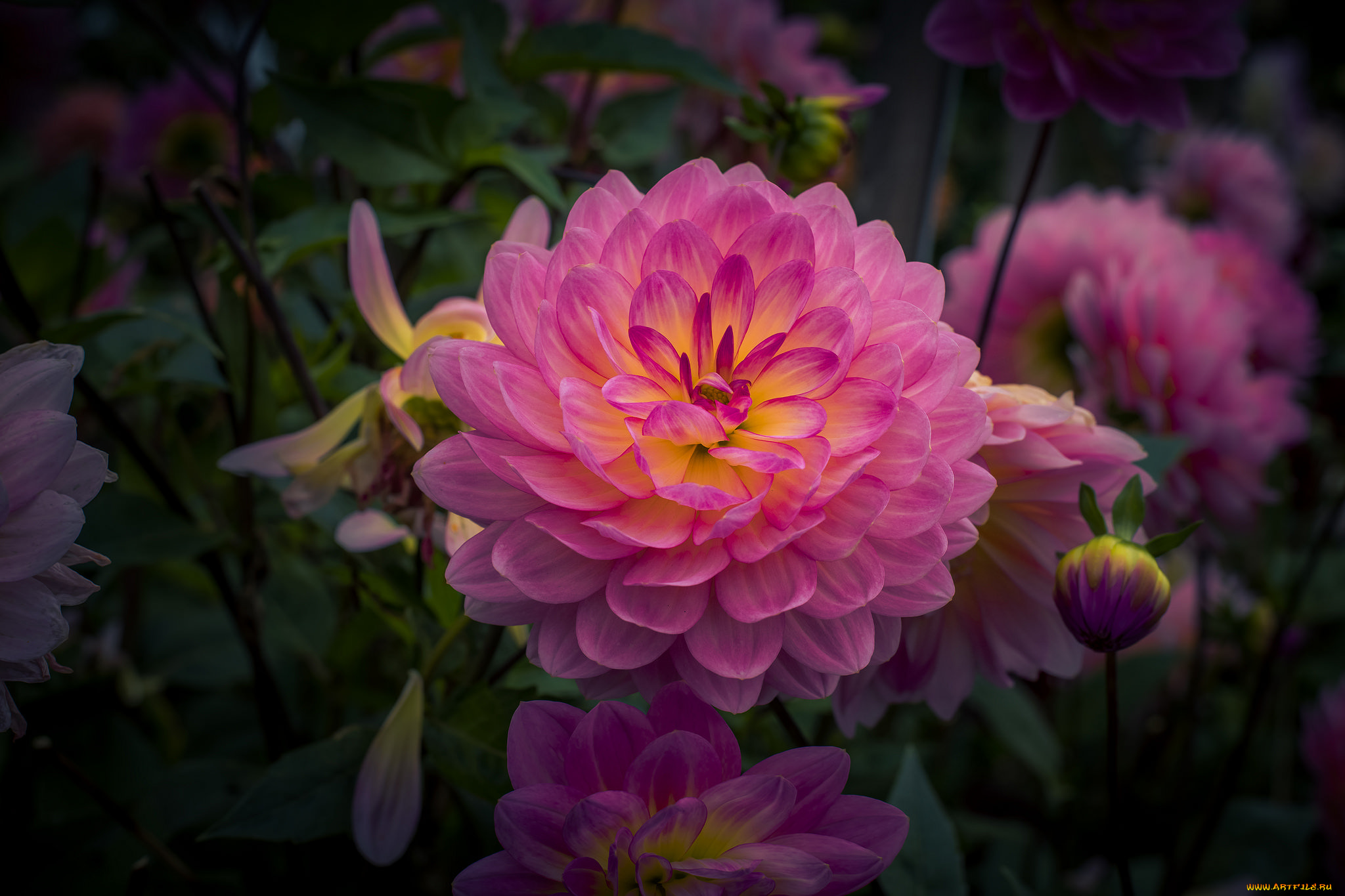 цветы, георгины, цветок