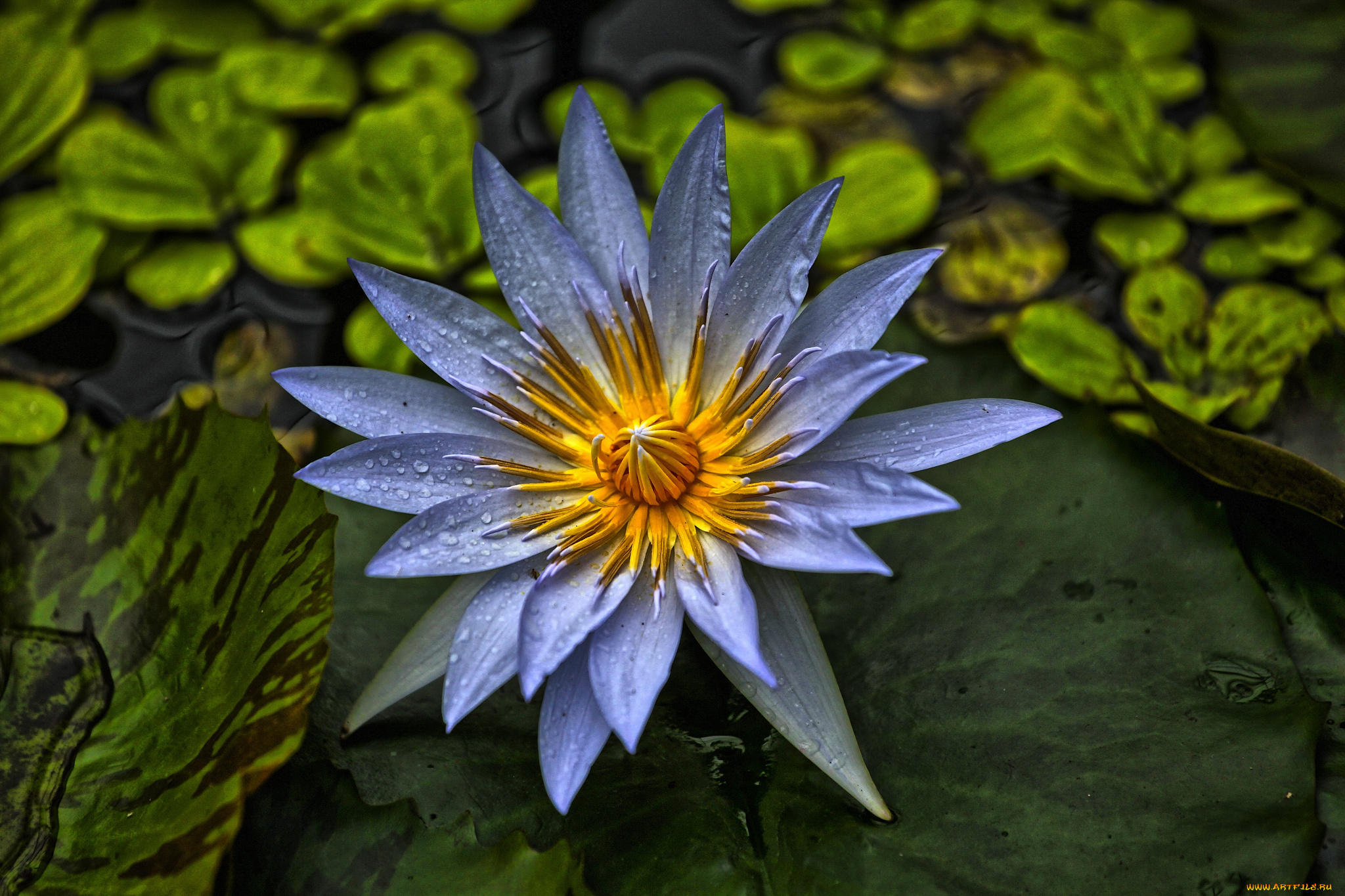 цветы, лилии, водяные, , нимфеи, , кувшинки, цветок