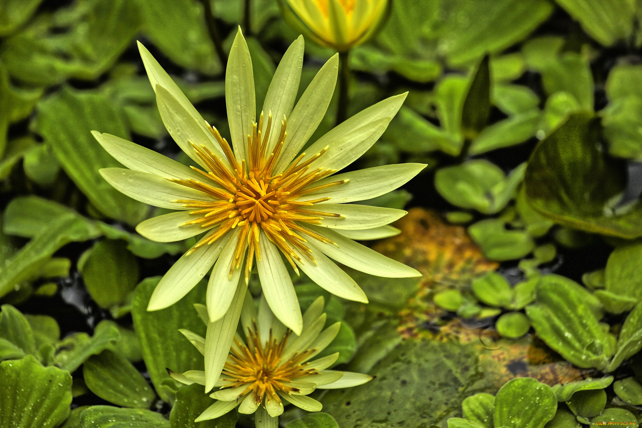 цветы, лилии, водяные, , нимфеи, , кувшинки, цветок