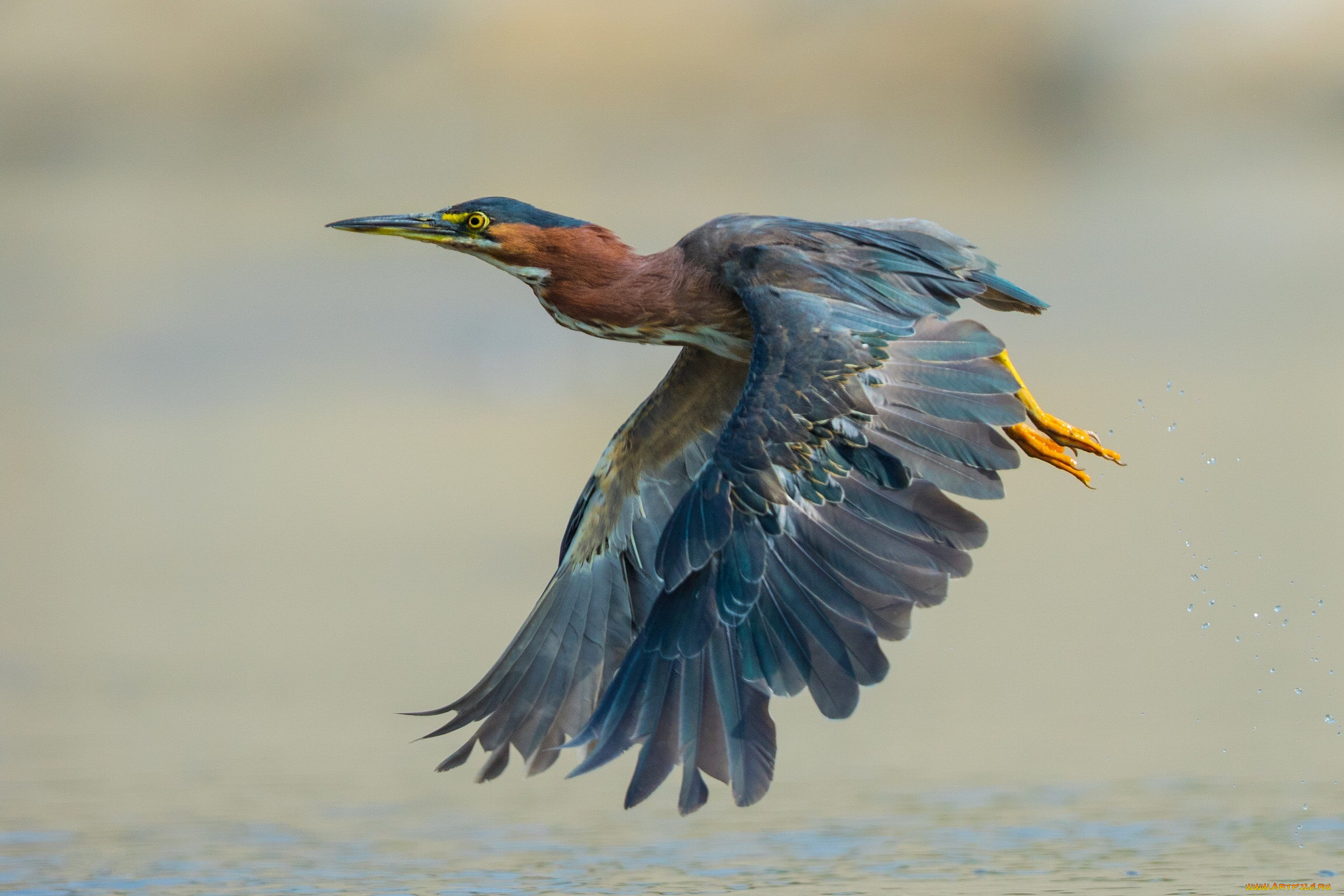 животные, цапли, , выпи, птичка