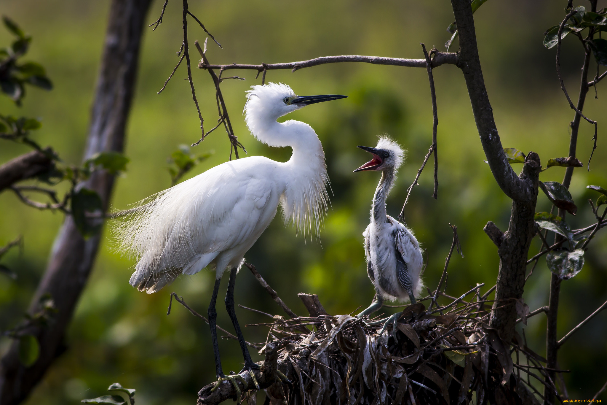 животные, цапли, , выпи, птичка