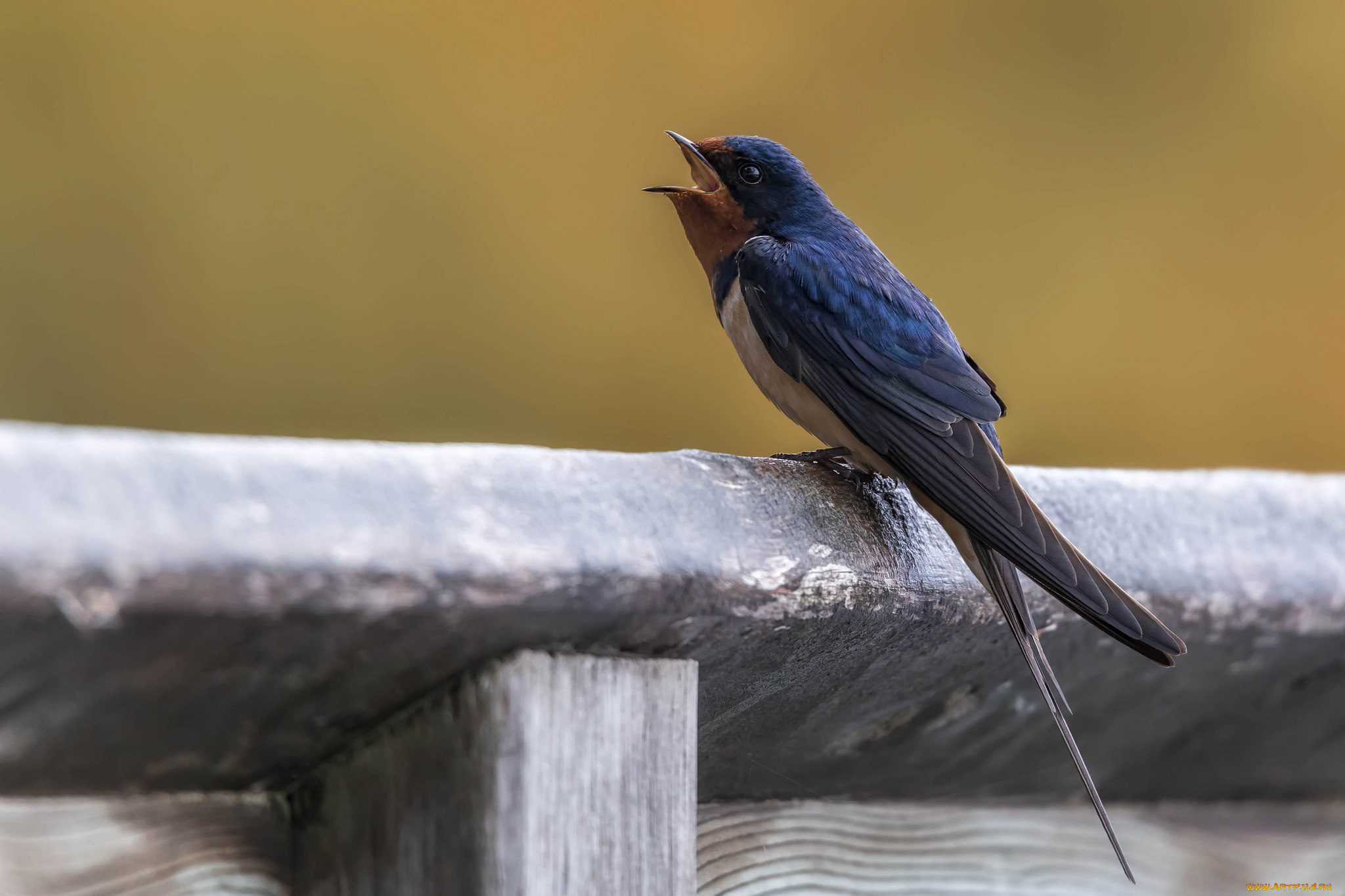 животные, ласточки, птичка
