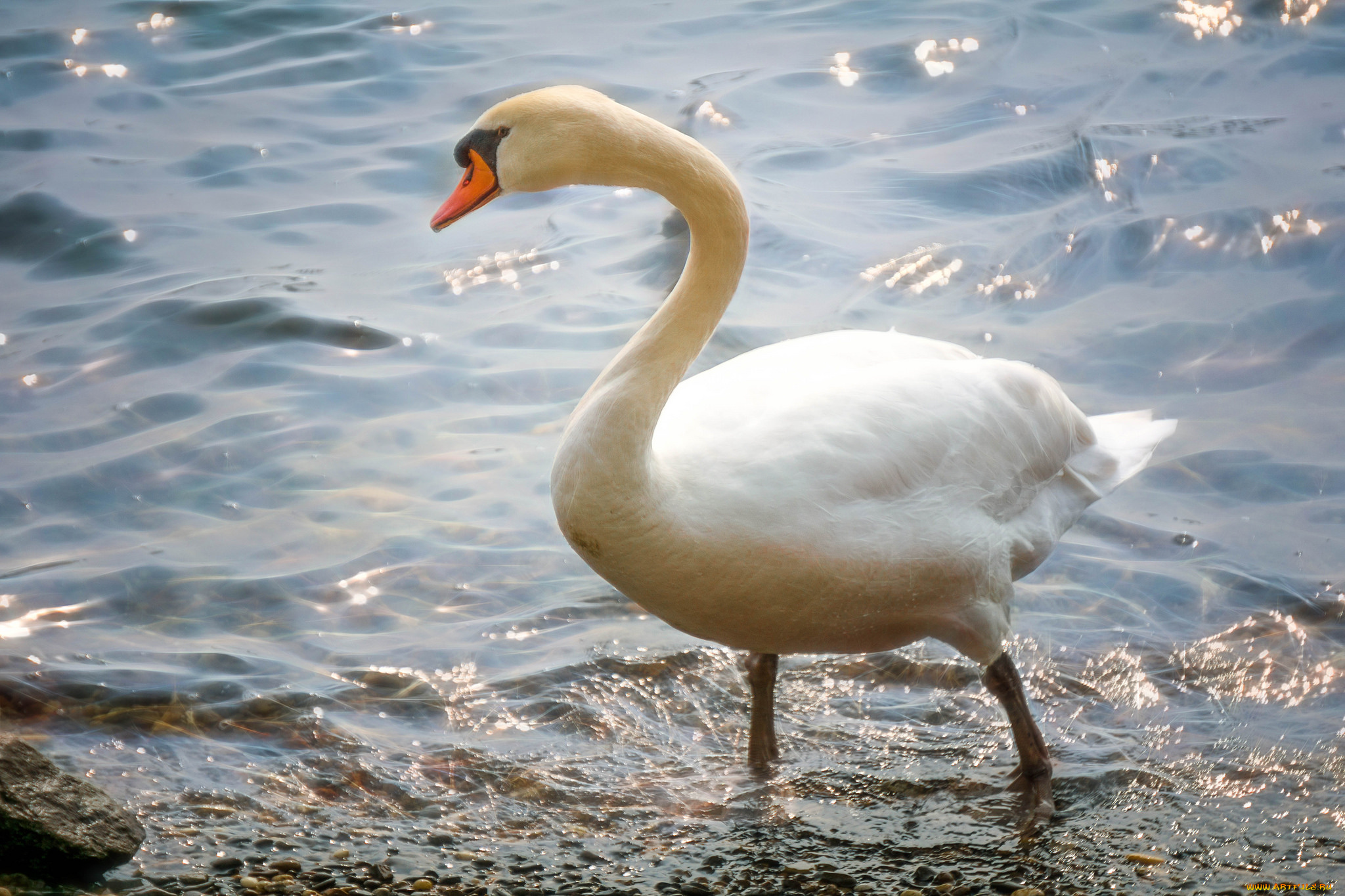 животные, лебеди, птичка