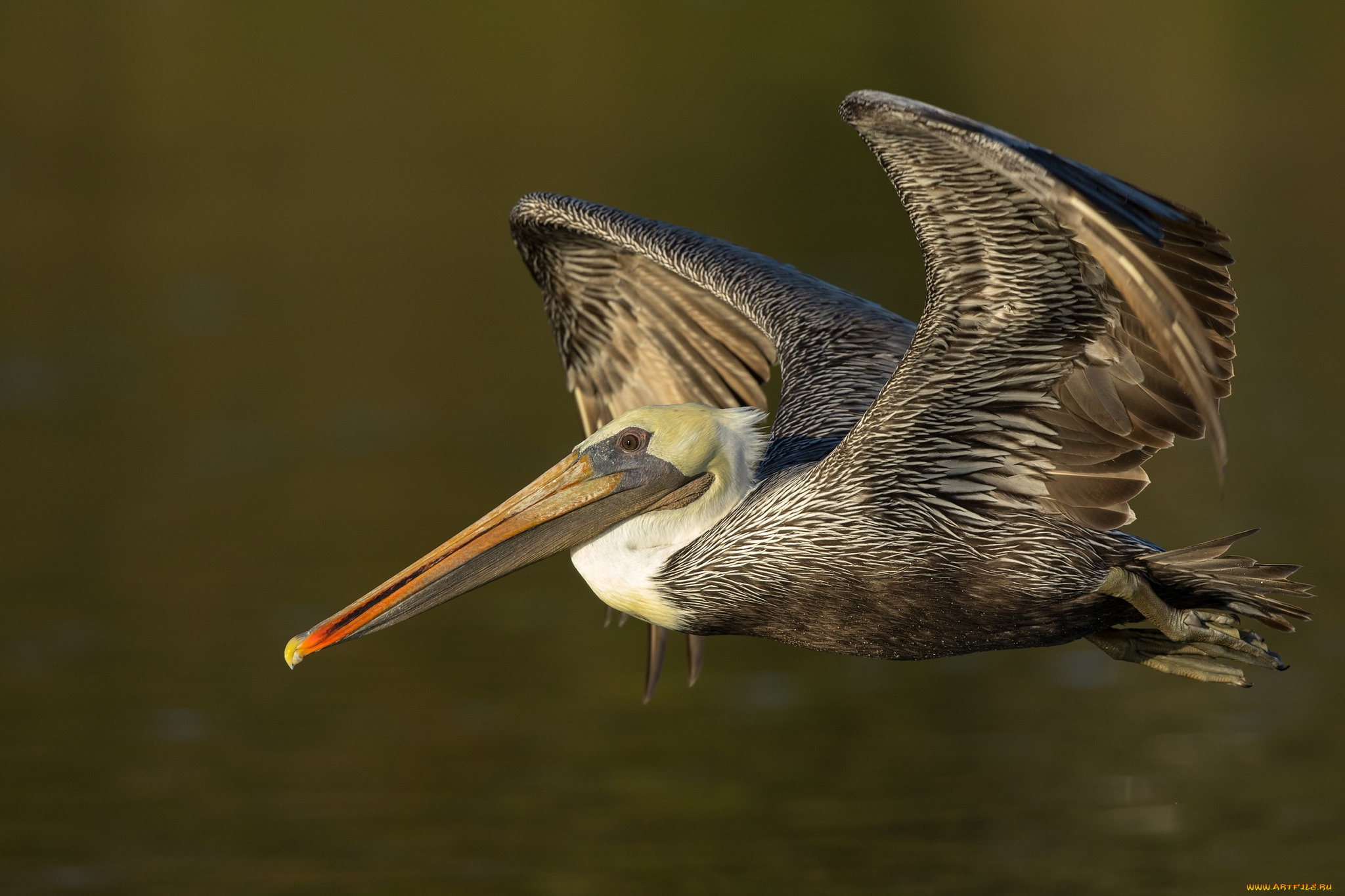 животные, пеликаны, птичка