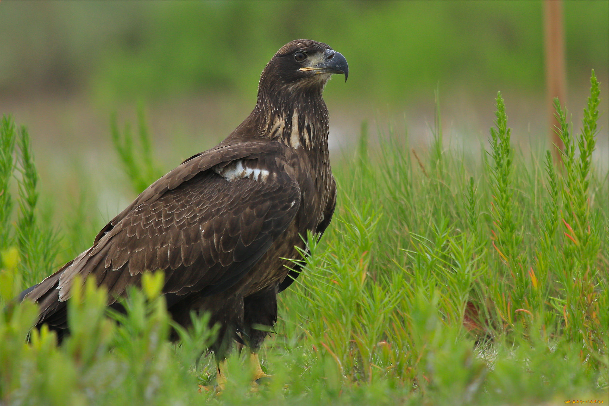 животные, птицы, -, хищники, птичка