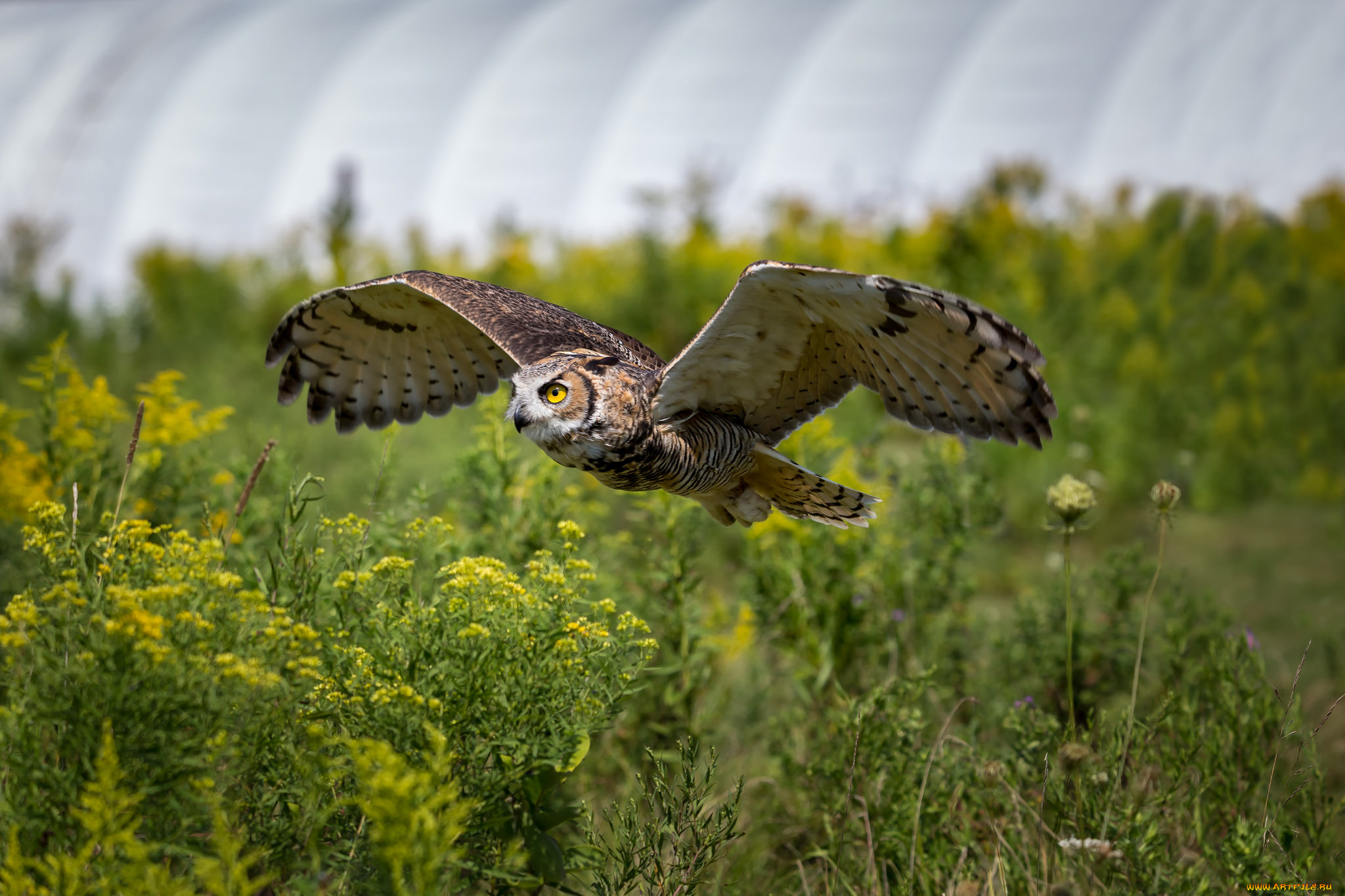 животные, совы, птичка