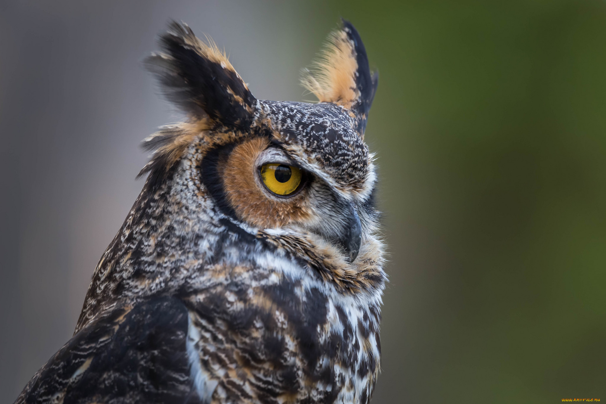 животные, совы, птичка