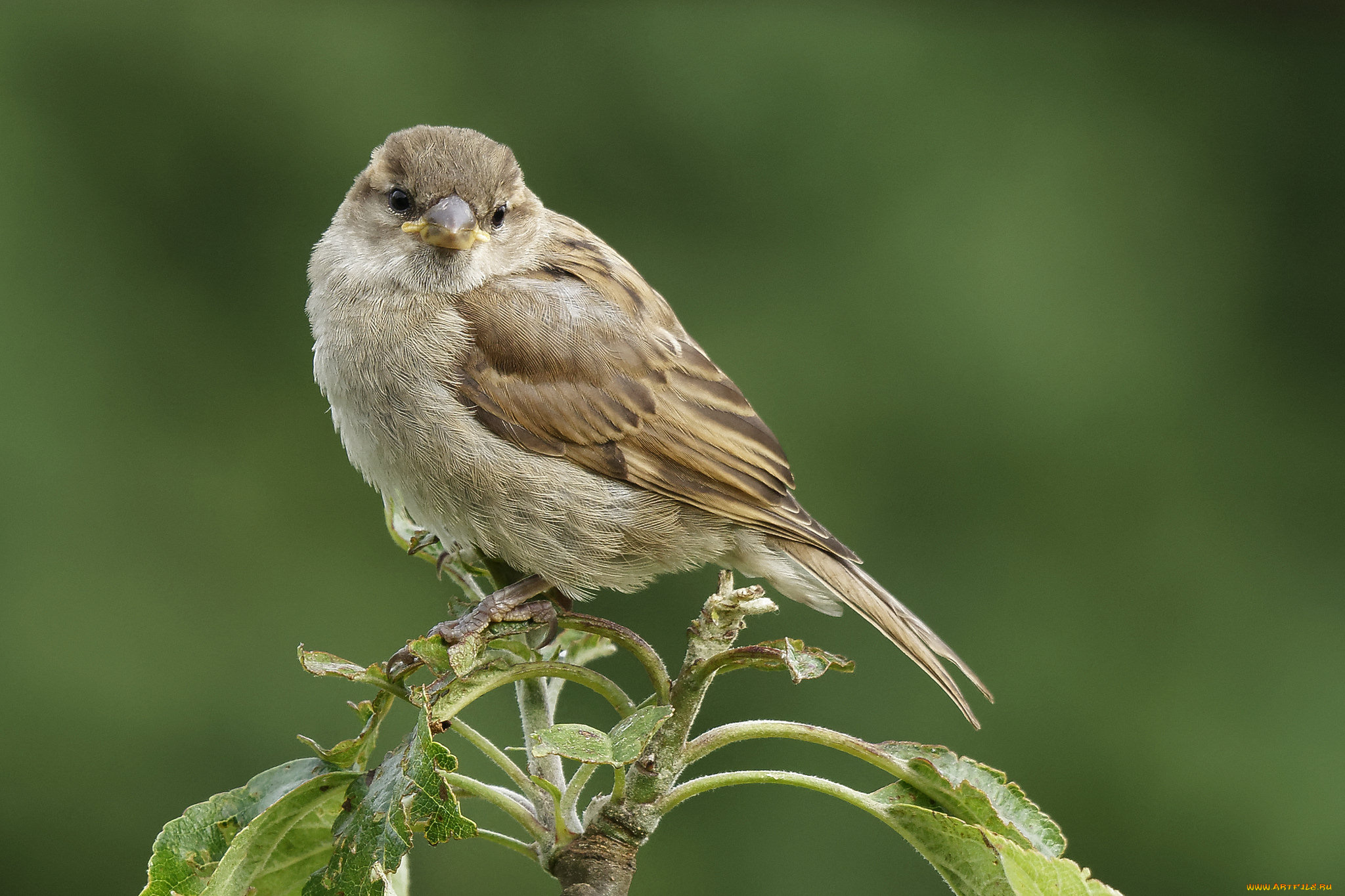 животные, воробьи, птичка