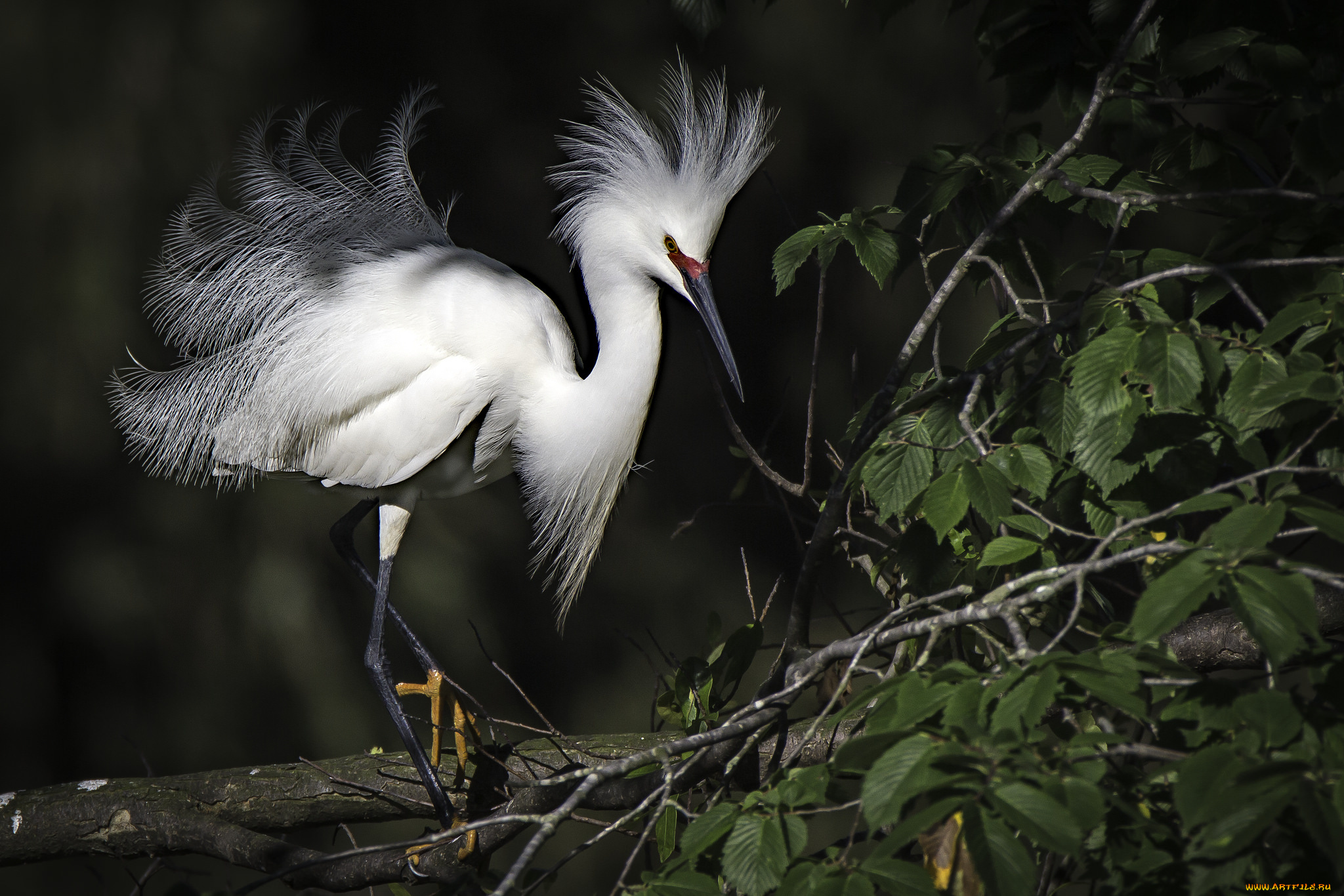 животные, цапли, , выпи, птичка