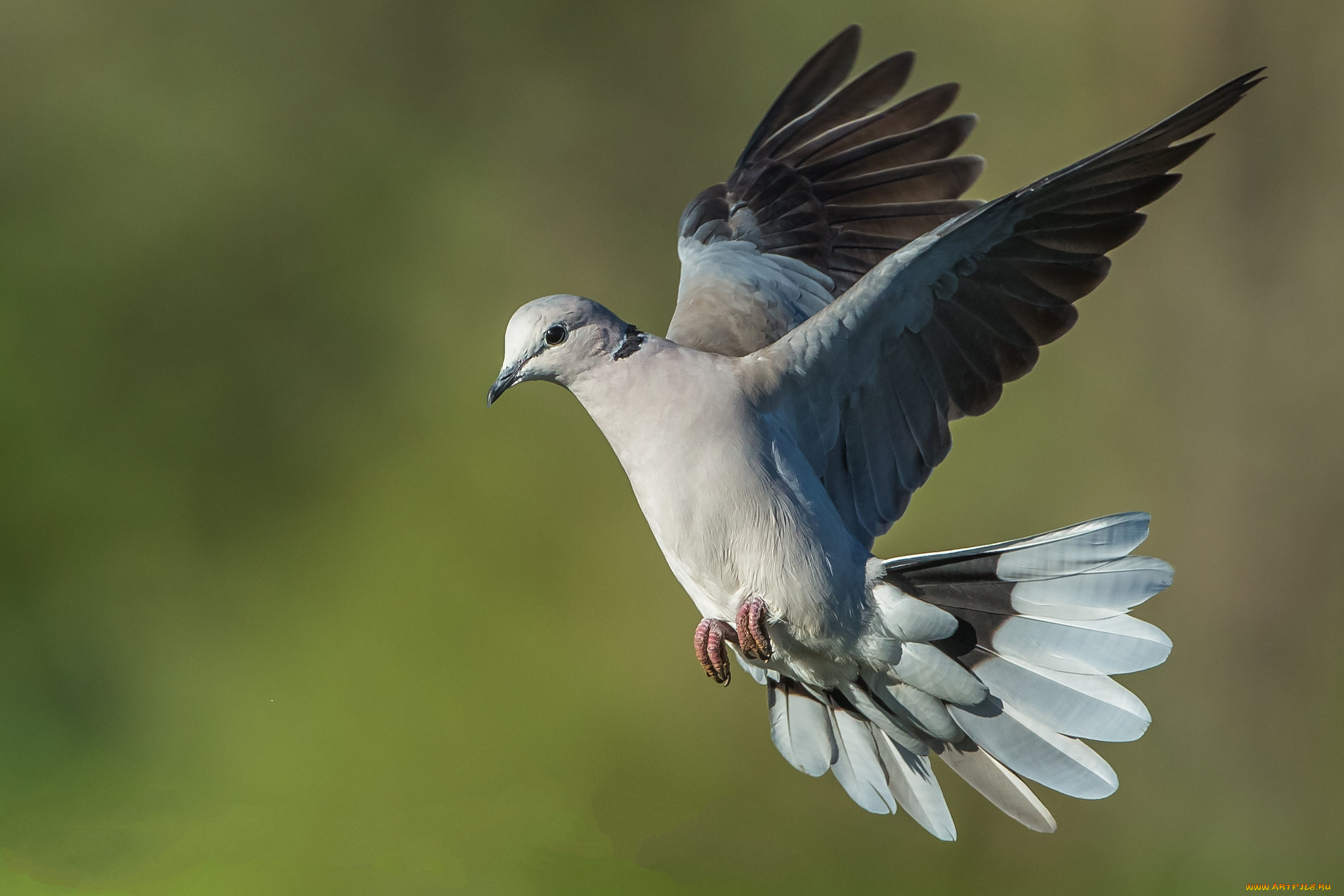 животные, голуби, птичка
