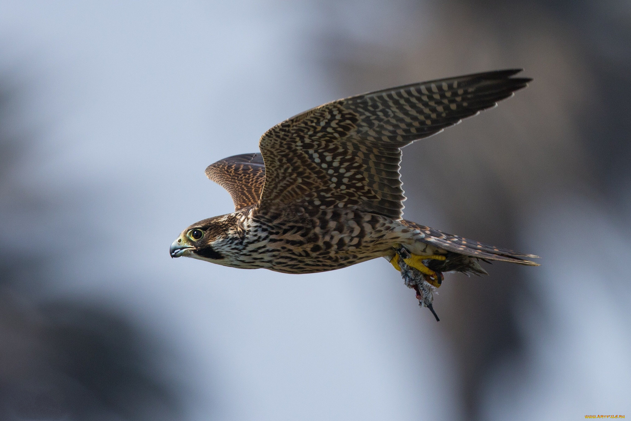 животные, птицы, -, хищники, птичка