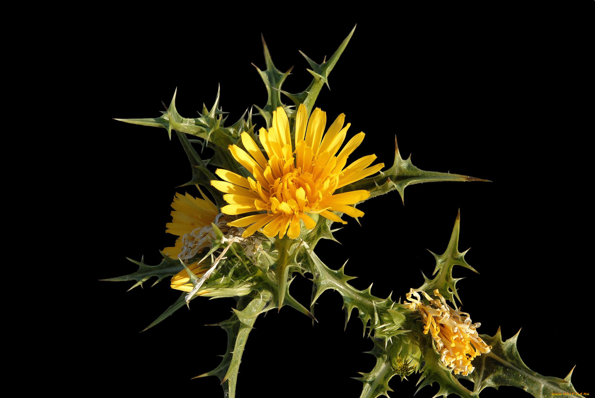 цветы, Чертополох, , репейник, цветок