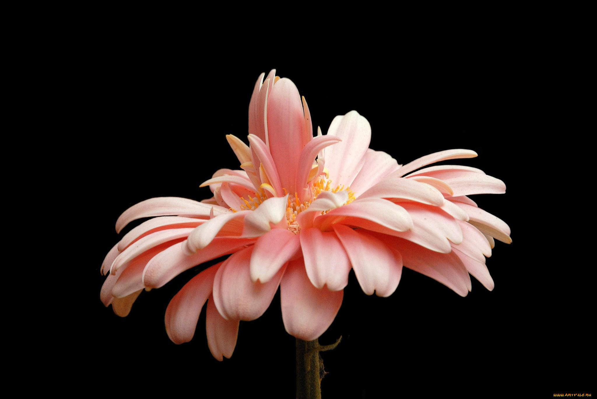 цветы, герберы, цветок