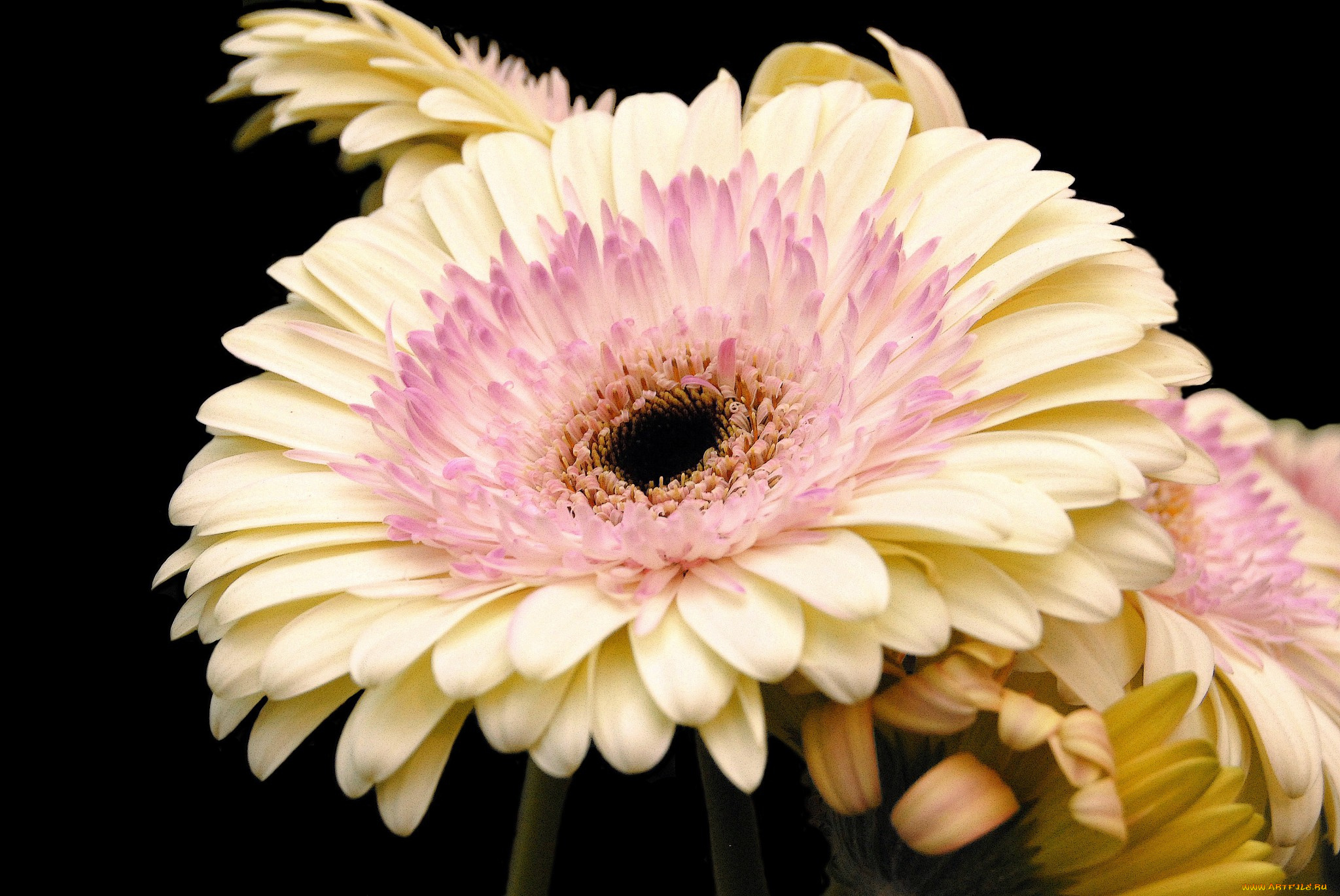 цветы, герберы, цветок