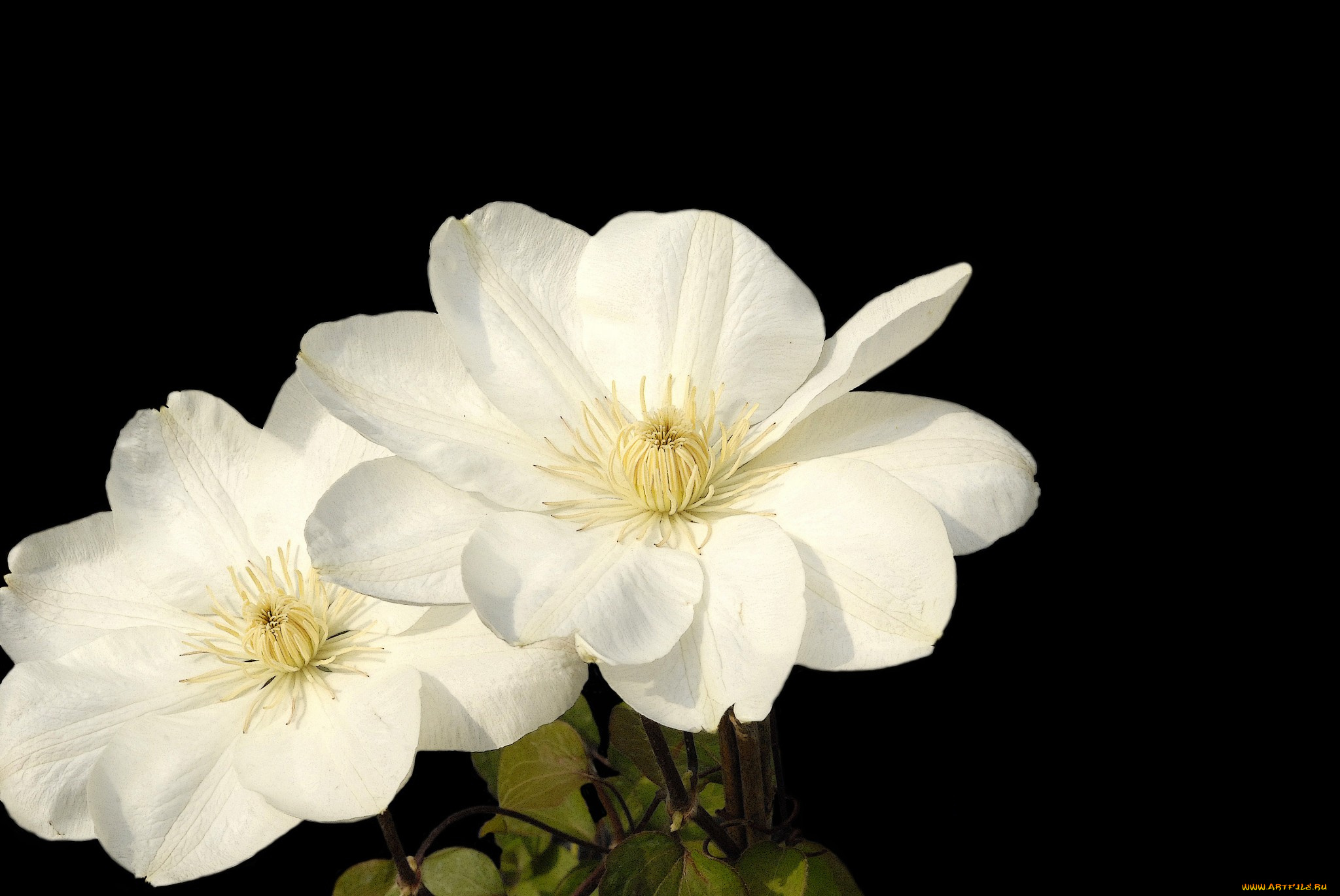 цветы, клематис, , ломонос, цветок