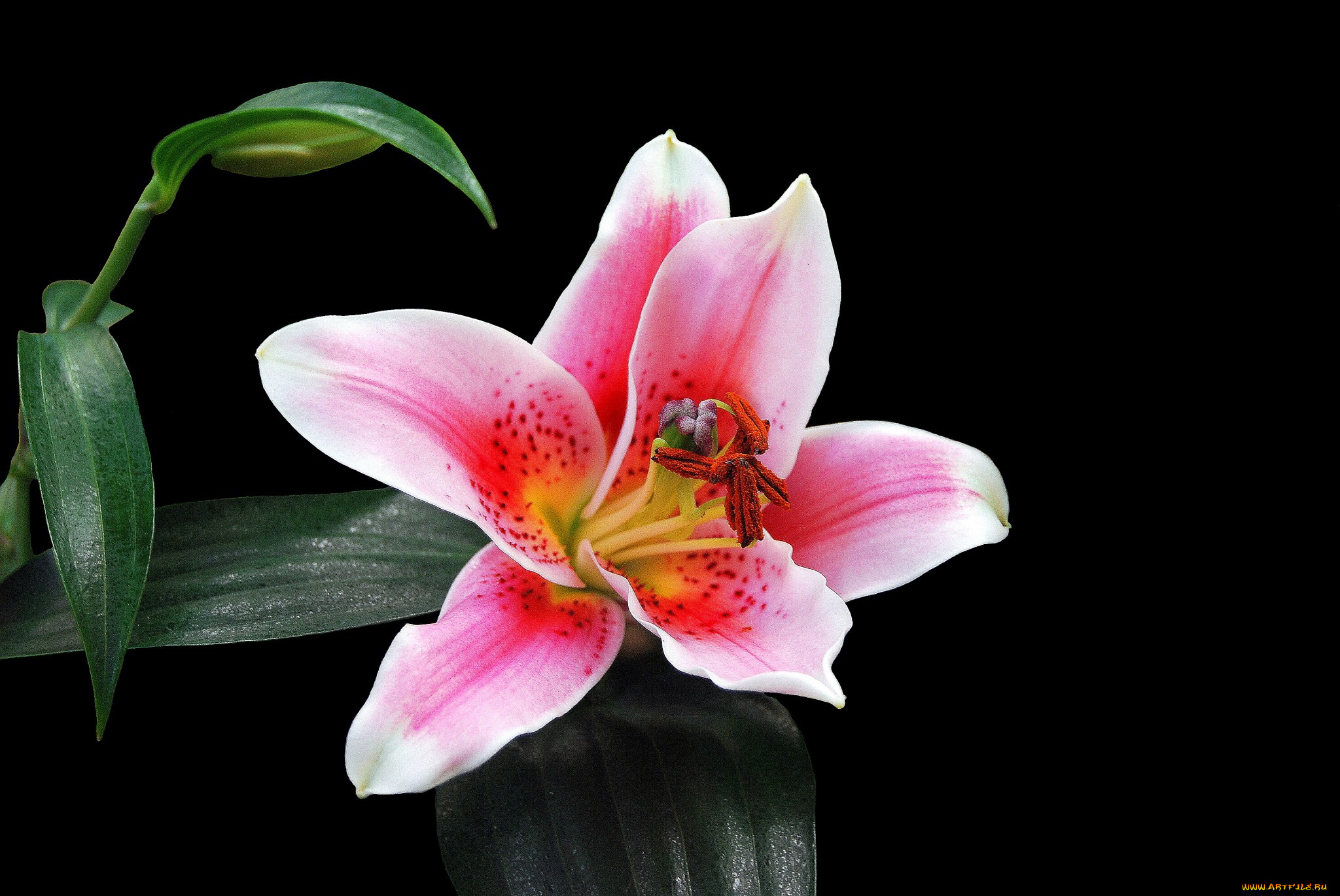 цветы, лилии, , лилейники, цветок