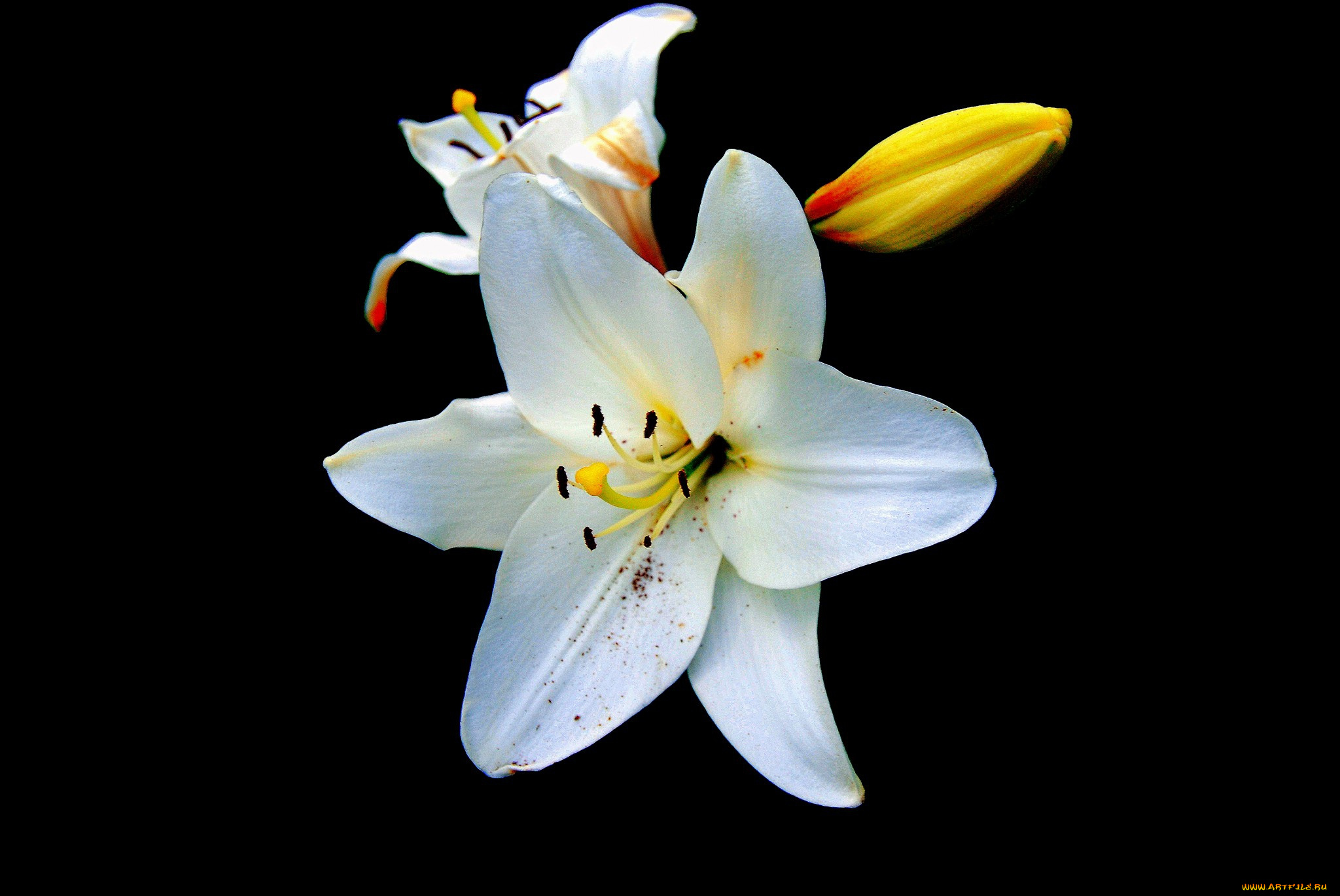 цветы, лилии, , лилейники, цветок