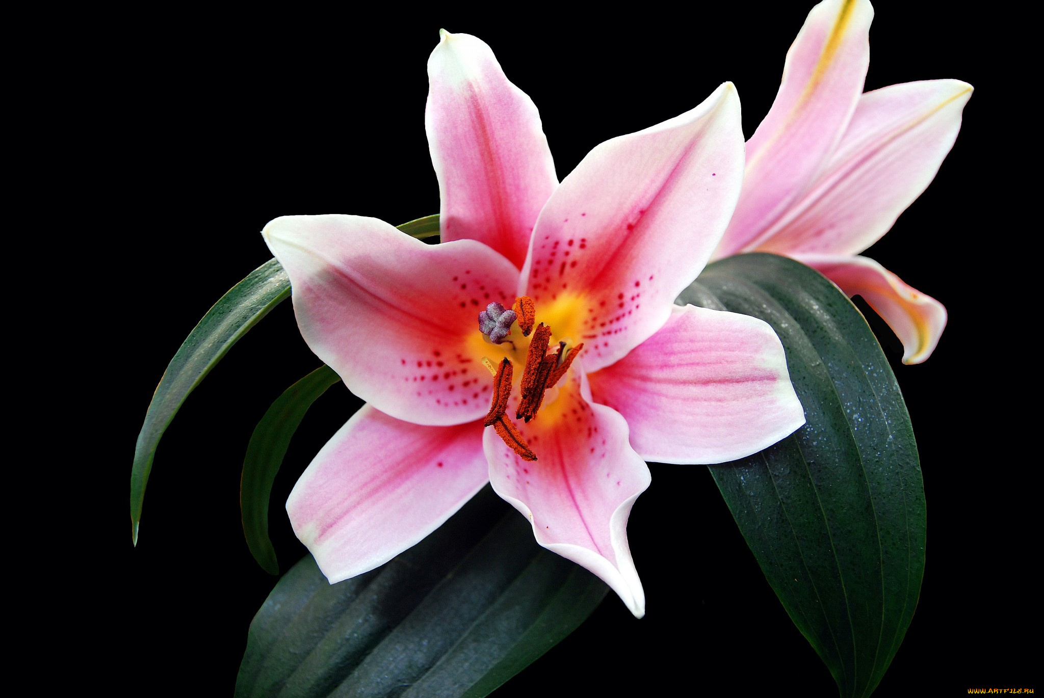 цветы, лилии, , лилейники, цветок