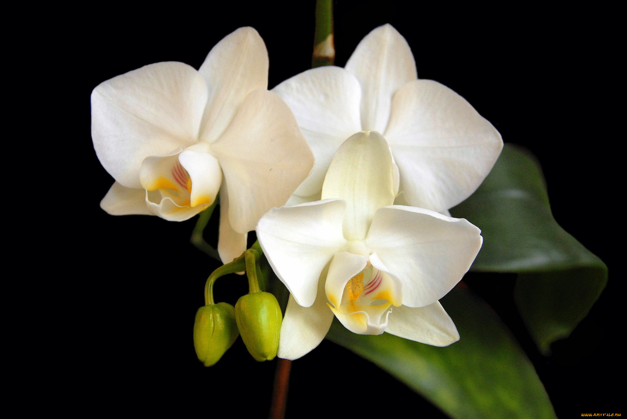 цветы, орхидеи, цветок
