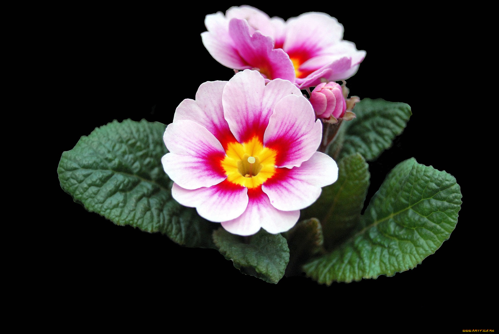 цветы, примулы, цветок