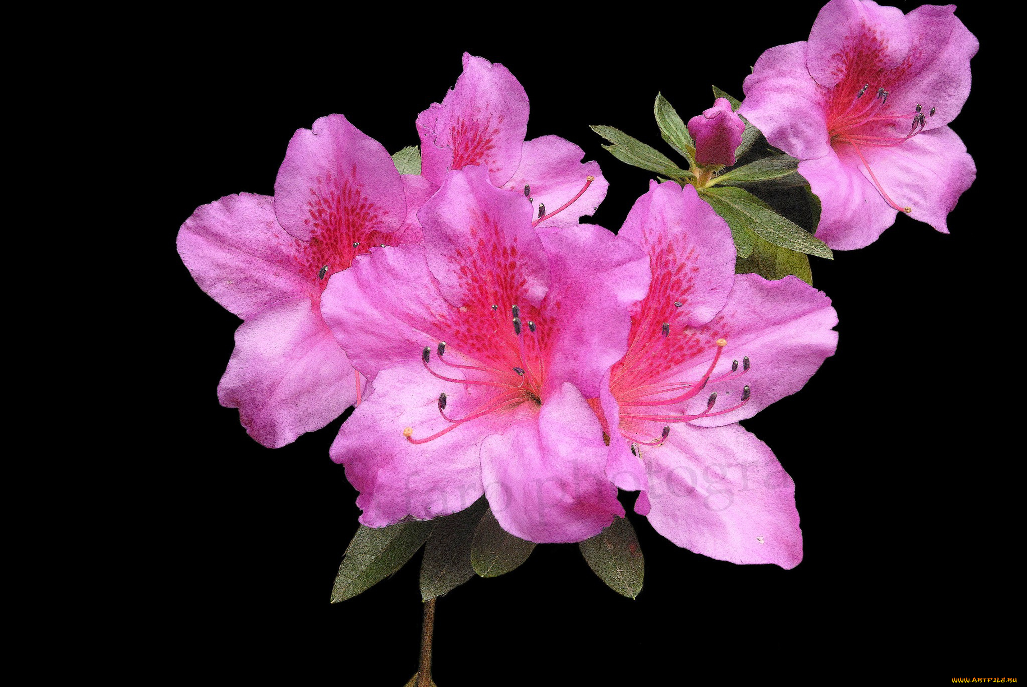 цветы, рододендроны, , азалии, цветок