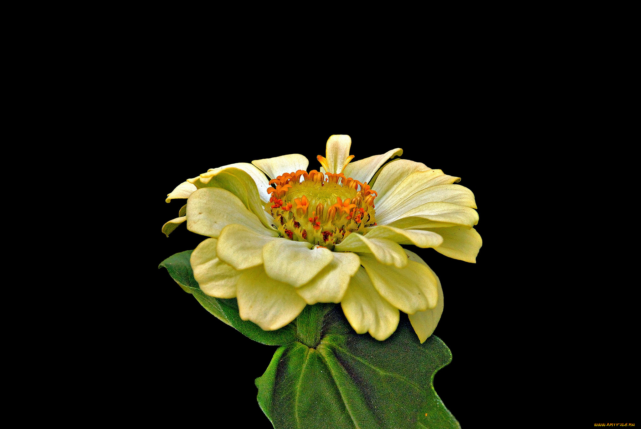 цветы, цинния, цветок