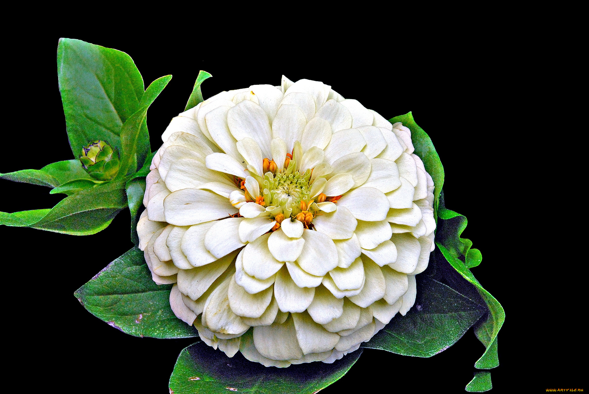 цветы, цинния, цветок