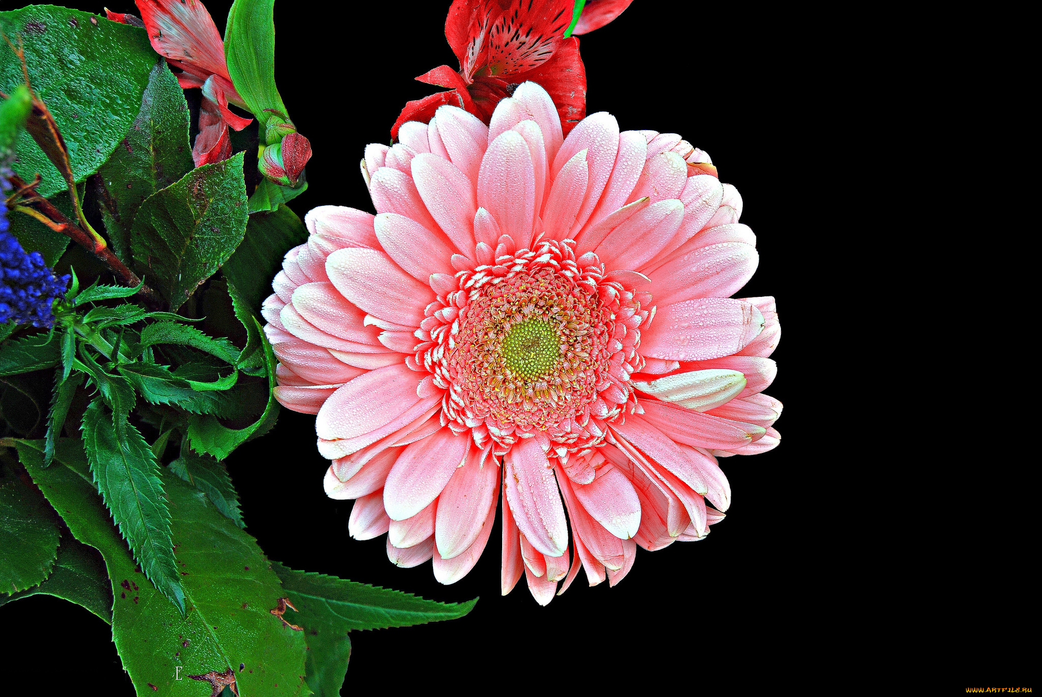 цветы, герберы, цветок