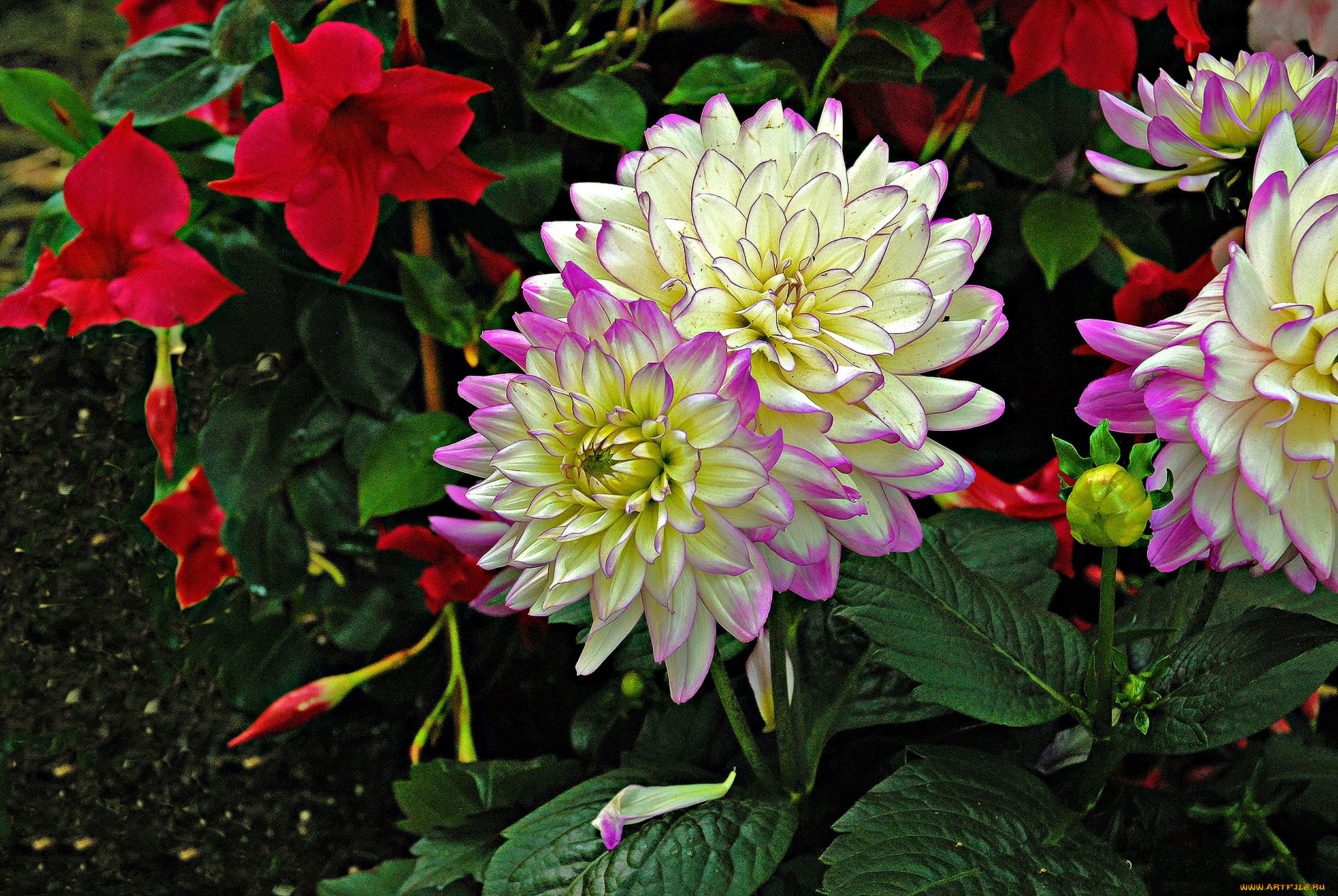 цветы, хризантемы, цветок