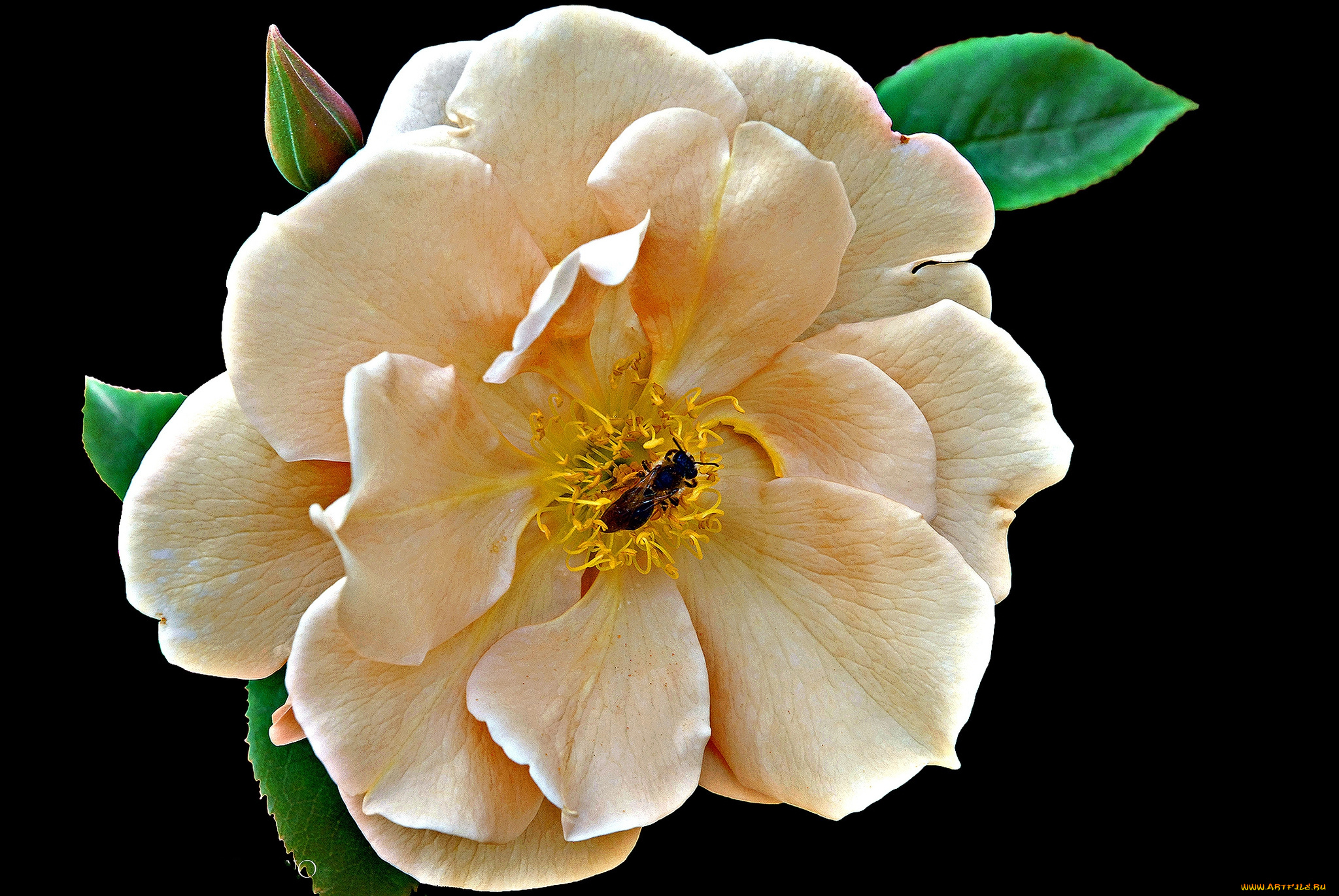 цветы, розы, цветок