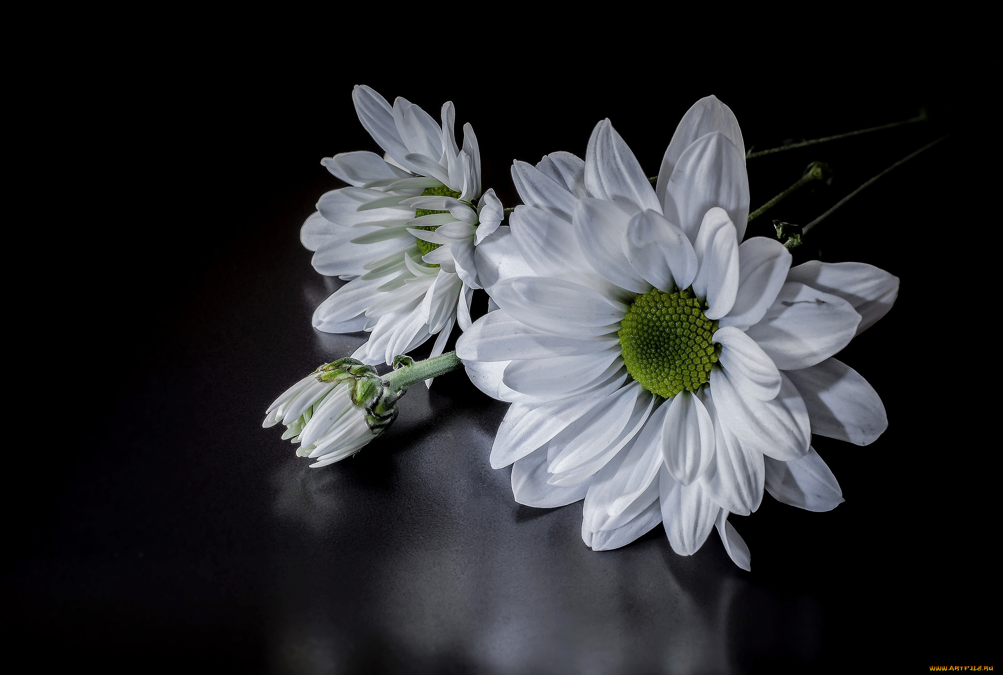 цветы, хризантемы, цветок