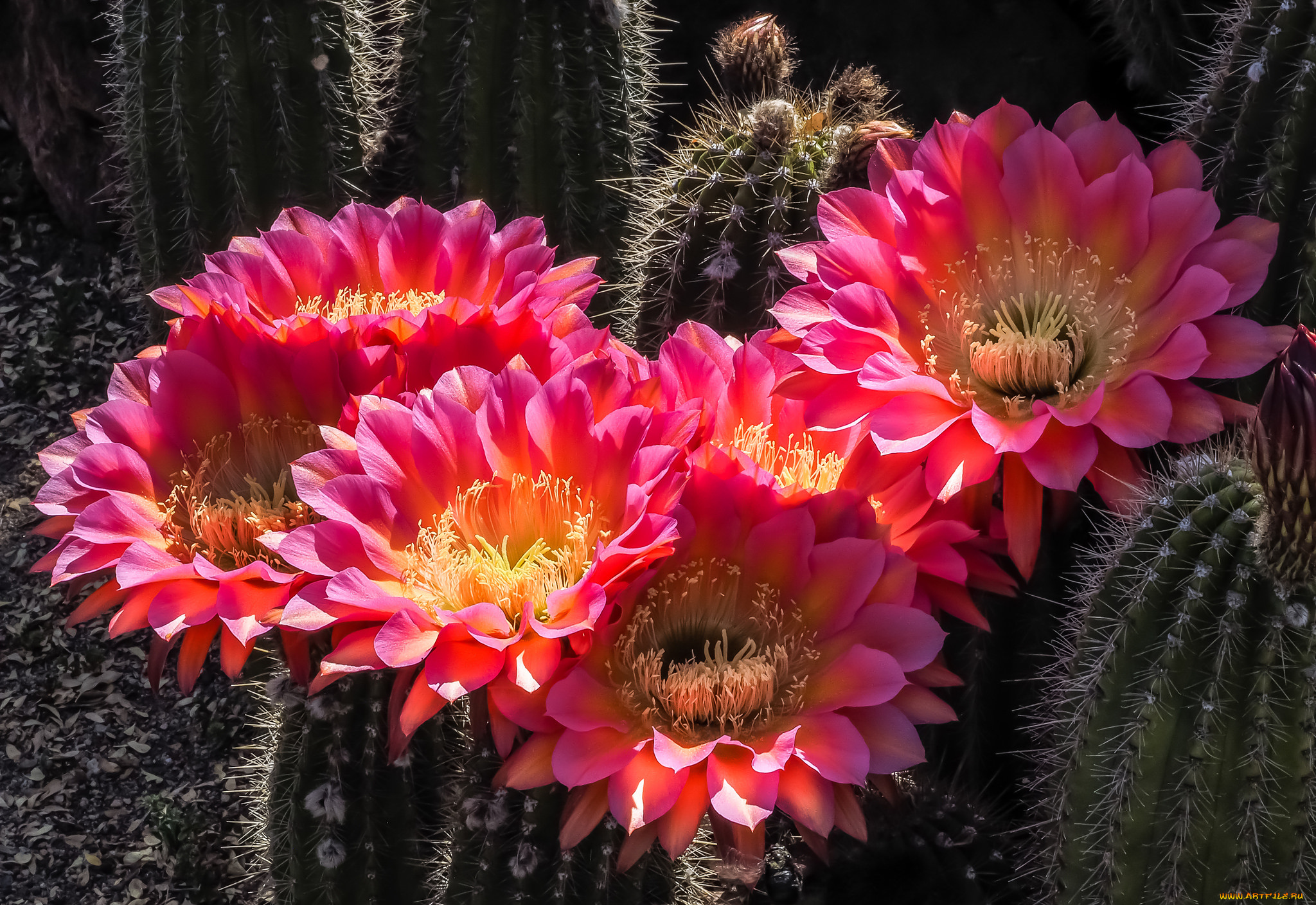 цветы, кактусы, цветок