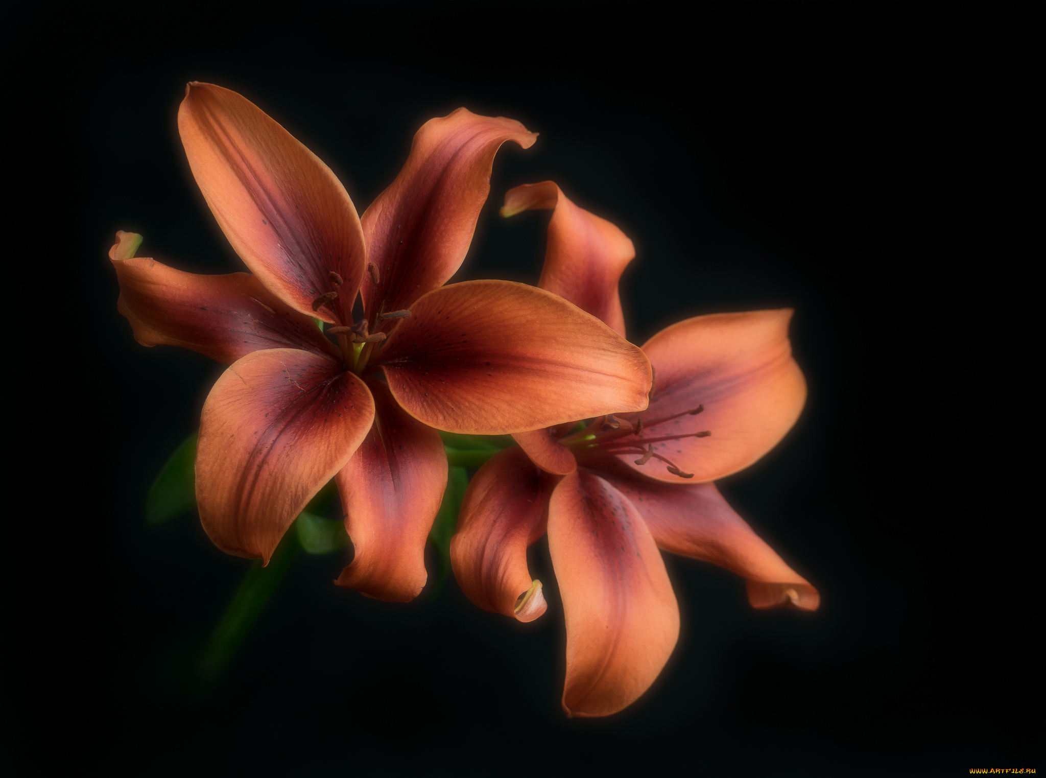 цветы, лилии, , лилейники, цветок