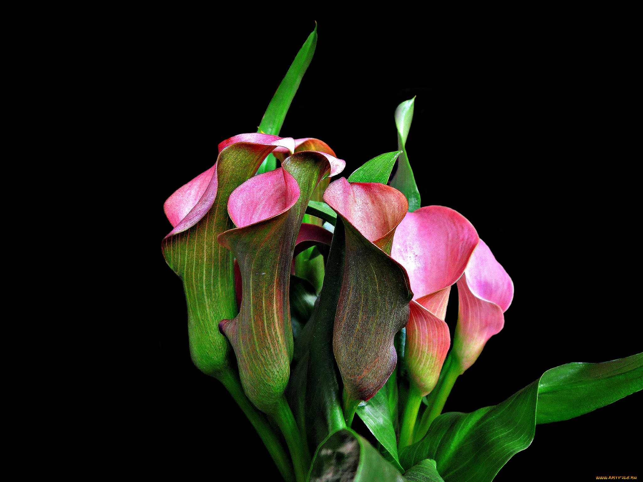 цветы, цветок