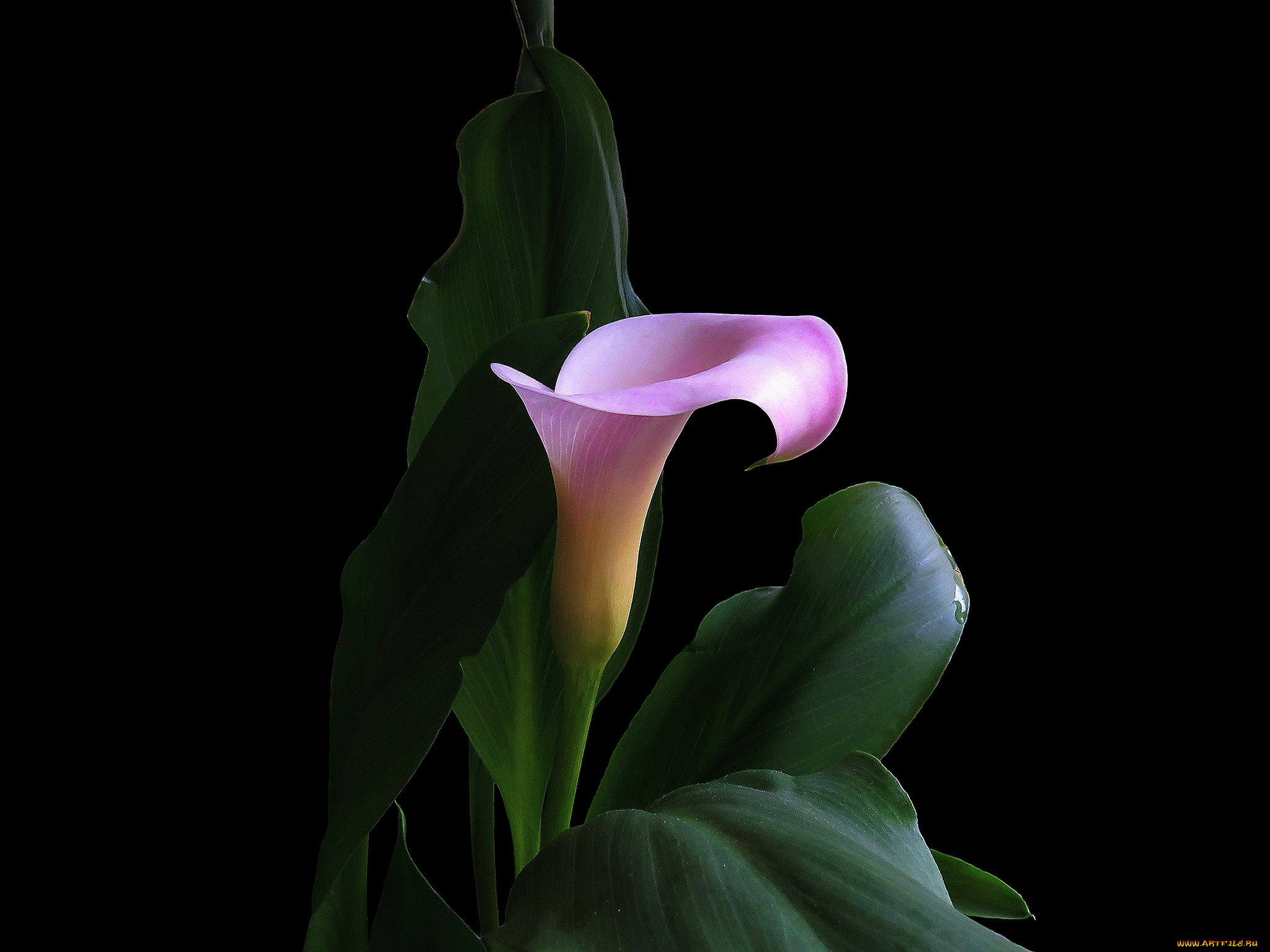 цветы, каллы, цветок