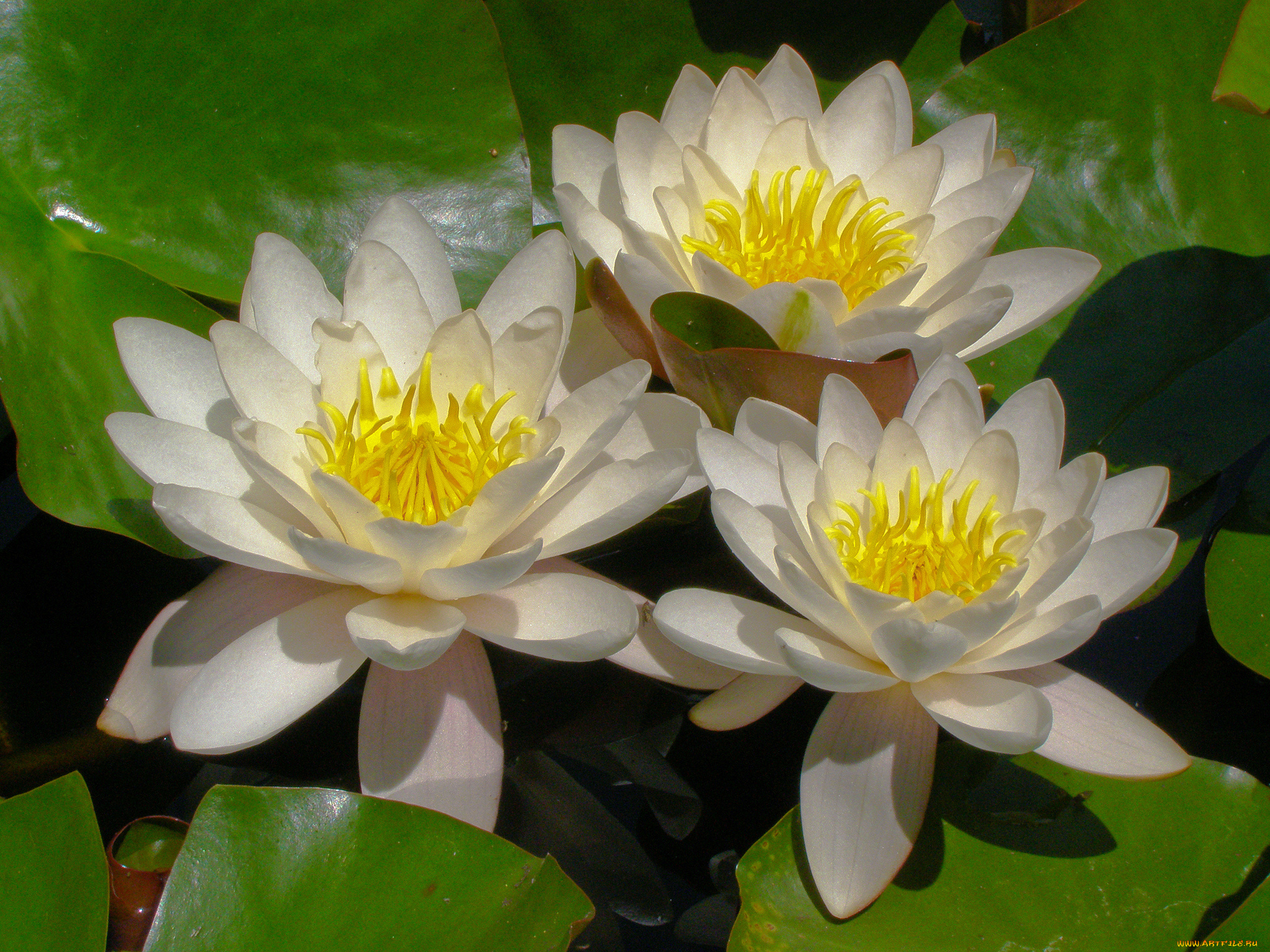 цветы, лилии, водяные, , нимфеи, , кувшинки, цветок