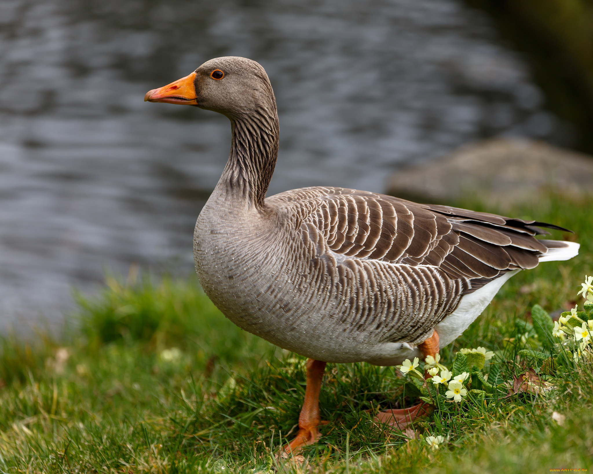животные, гуси, птичка