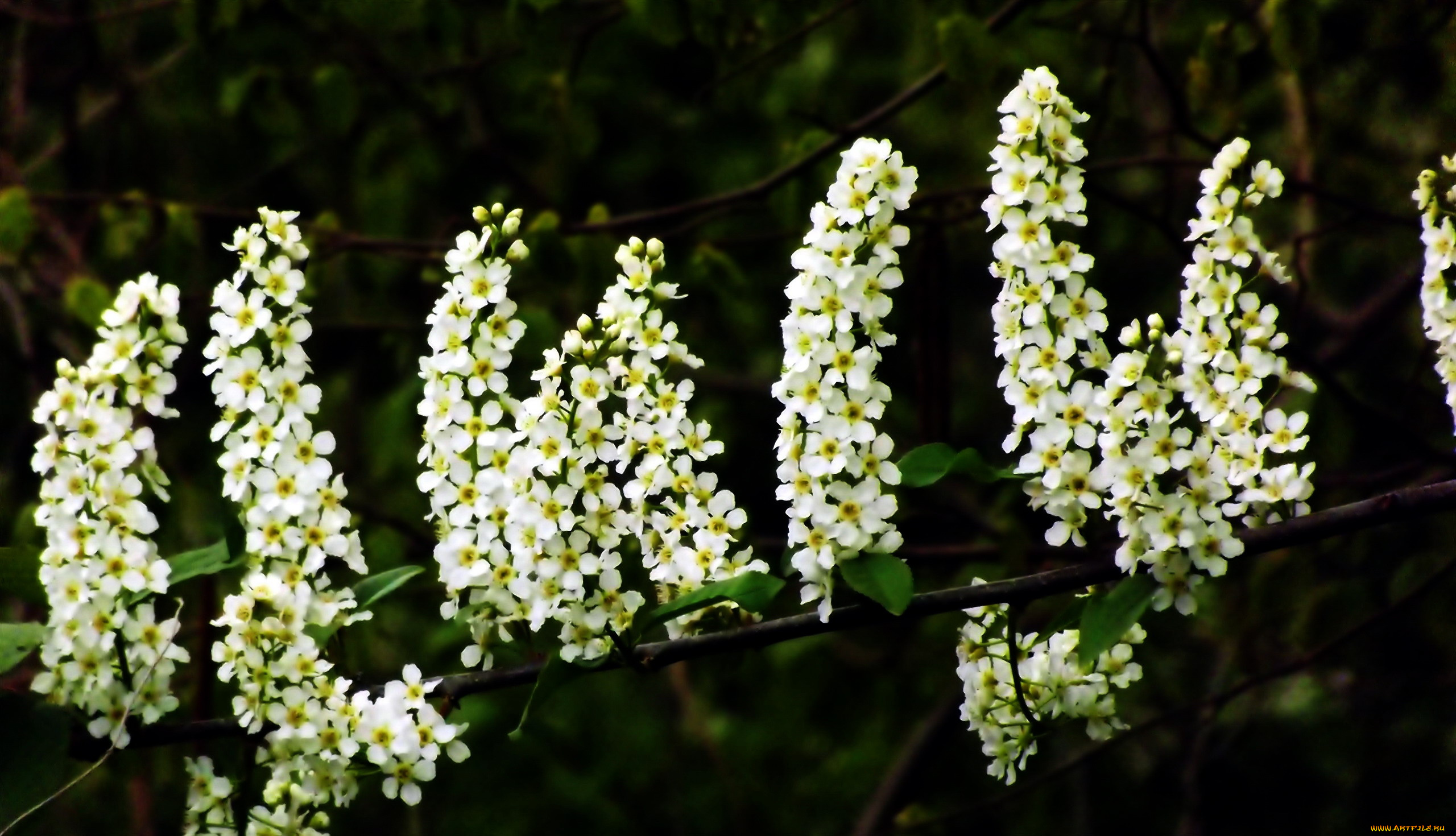 цветы, цветущие, деревья, , , кустарники, черемуха