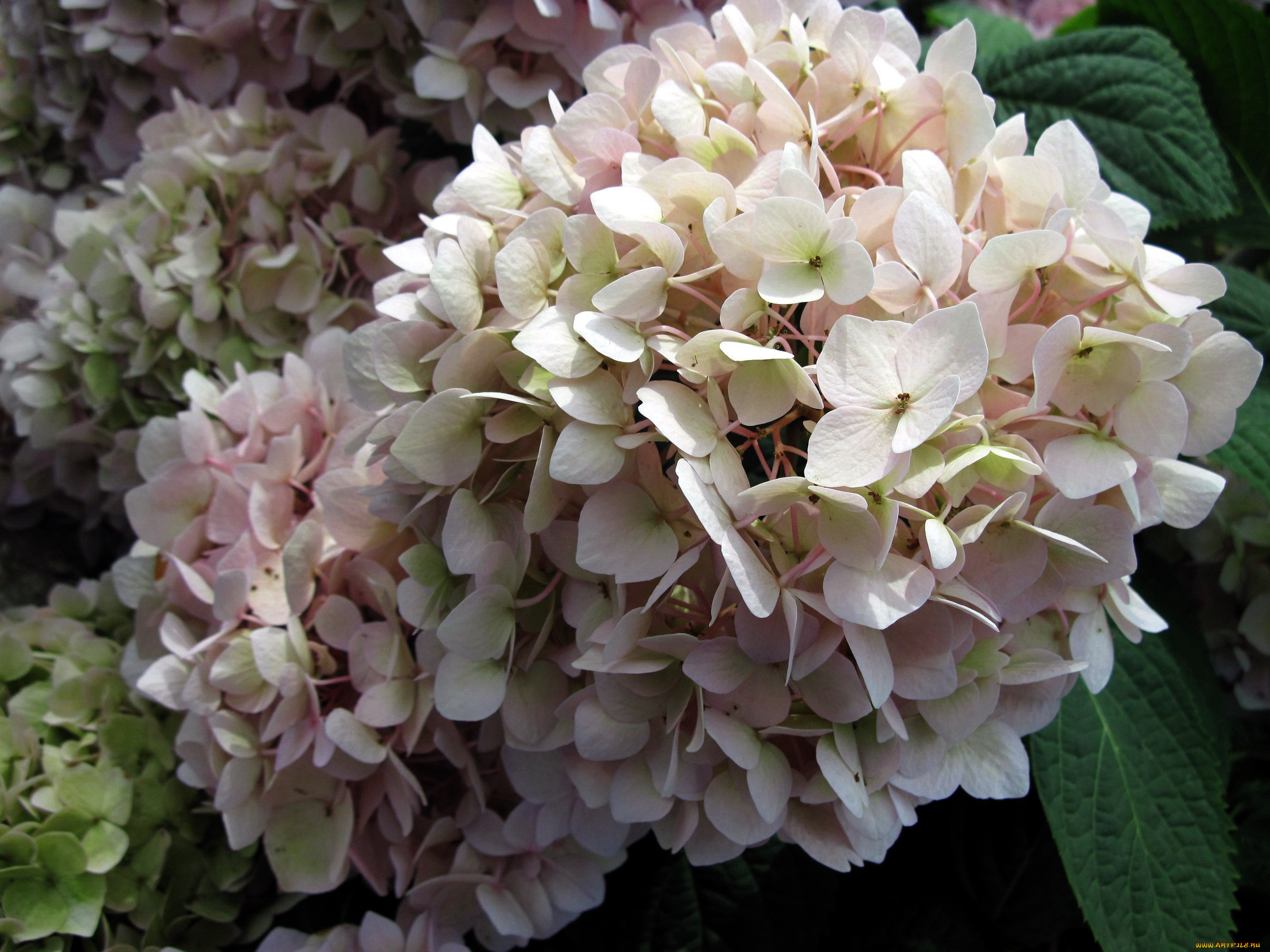 цветы, гортензия, лепестки